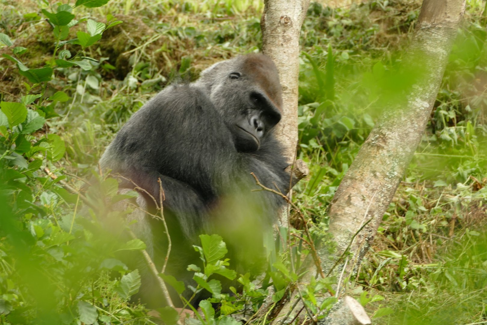 Western lowland gorilla, July 2021