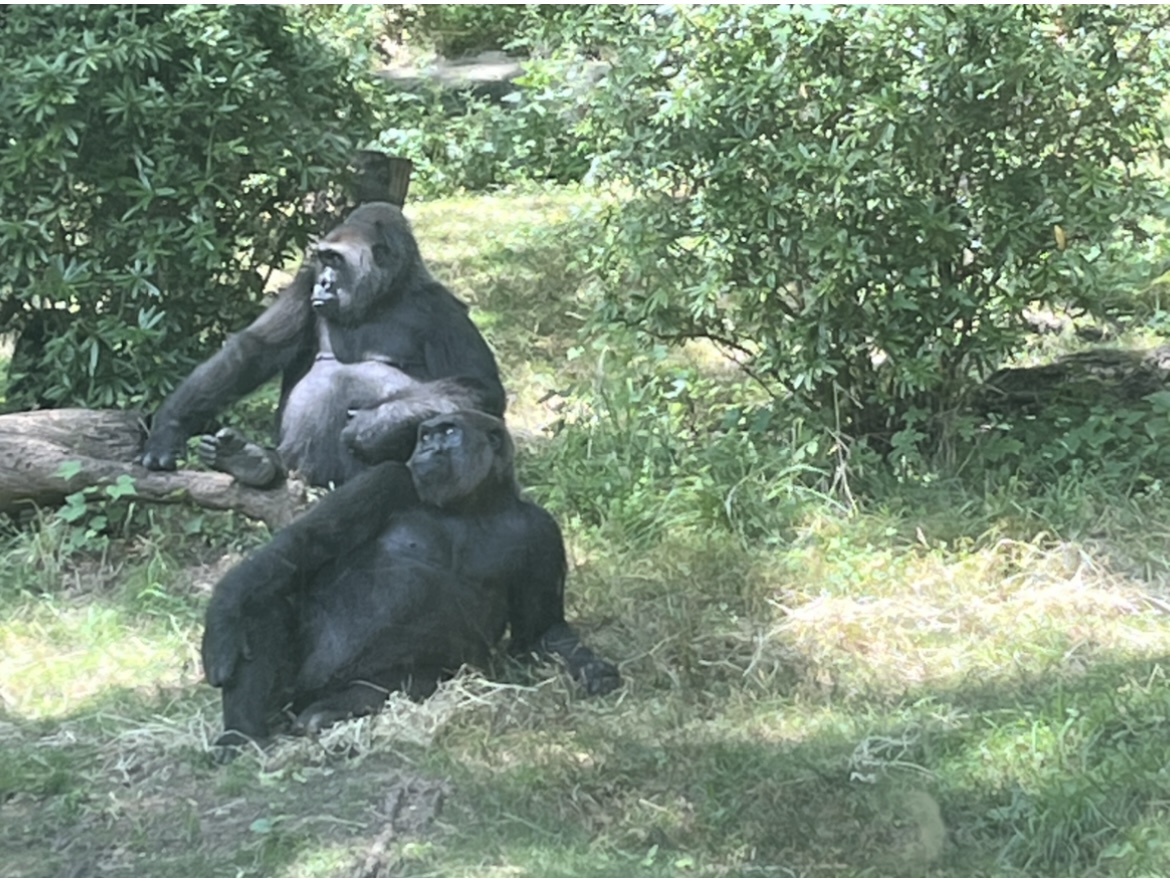 Western Lowland Gorilla(July 2022)