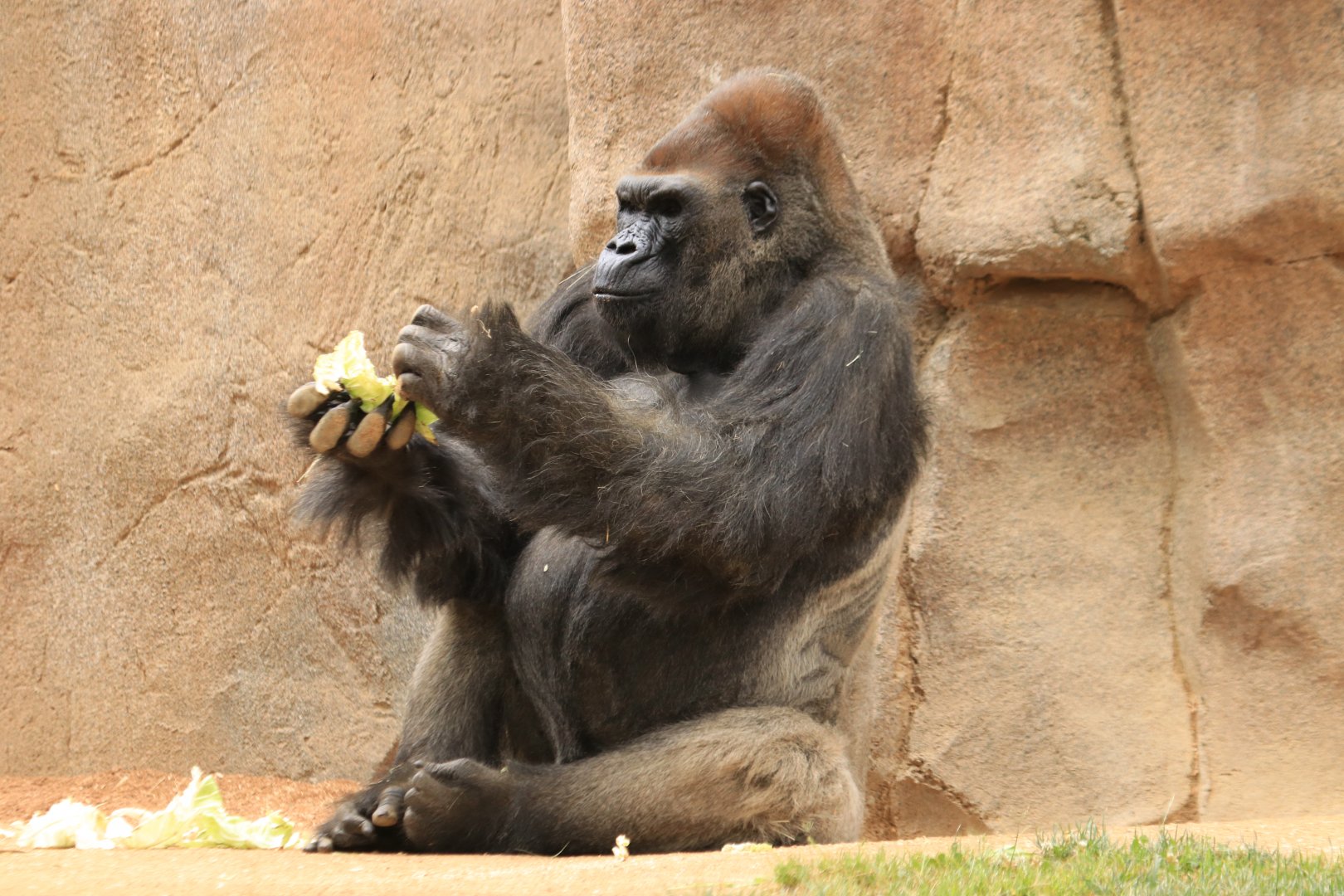 Western lowland gorilla (June 2019)