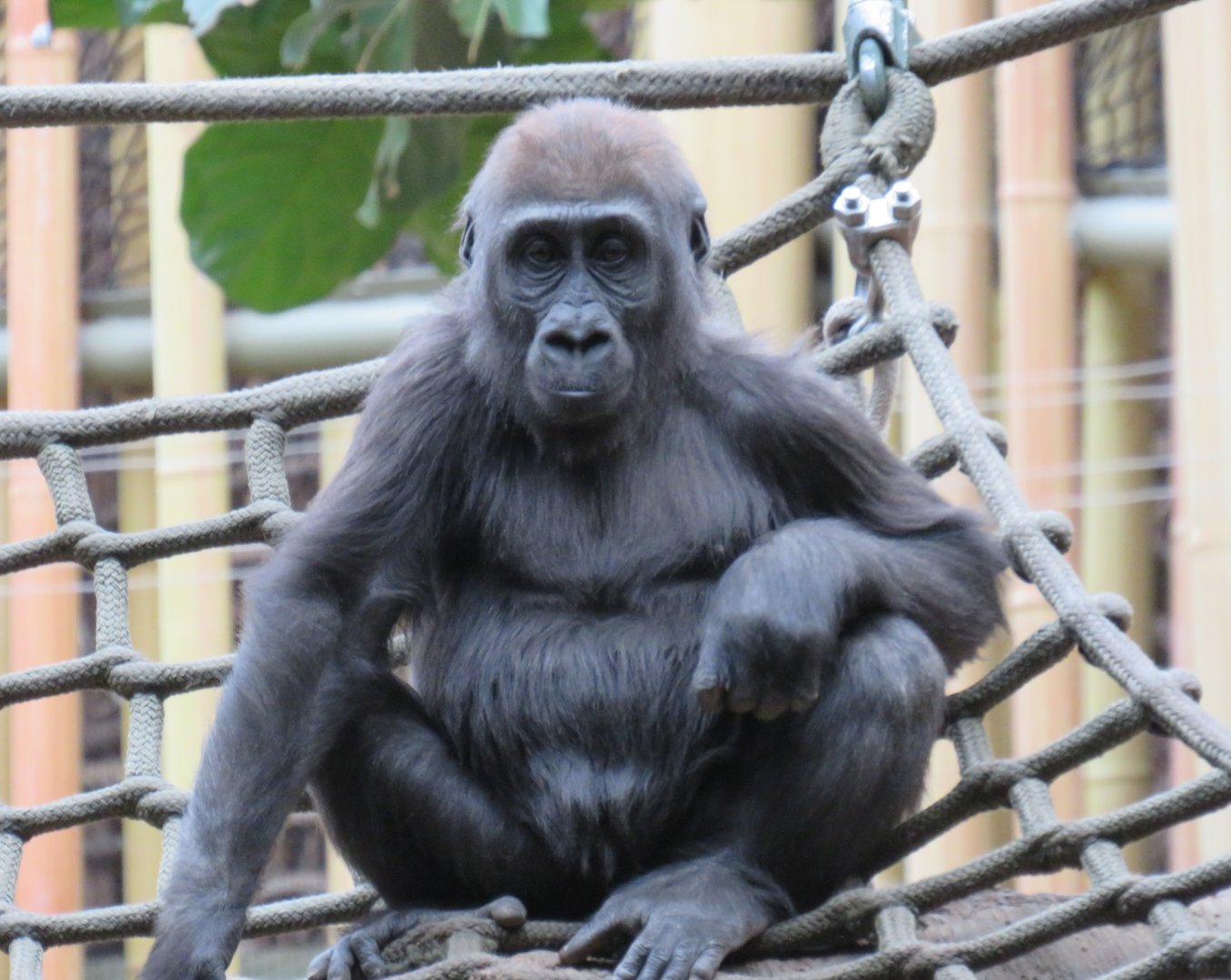 Western lowland gorilla juvenile