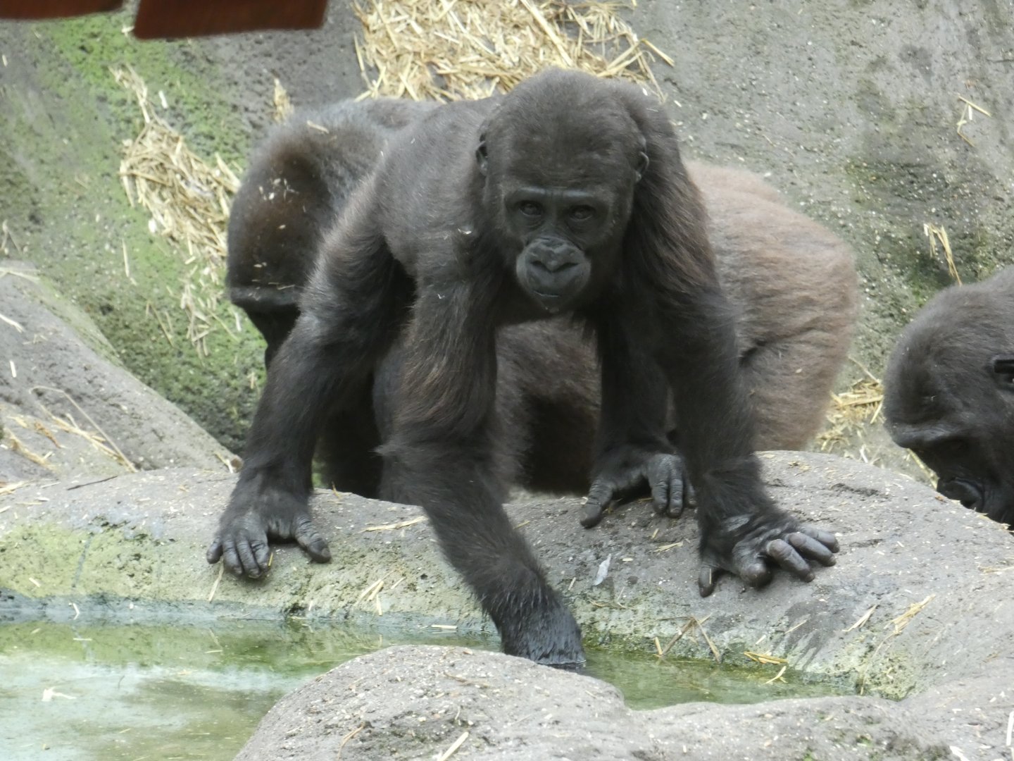 Western lowland gorilla juvenile
