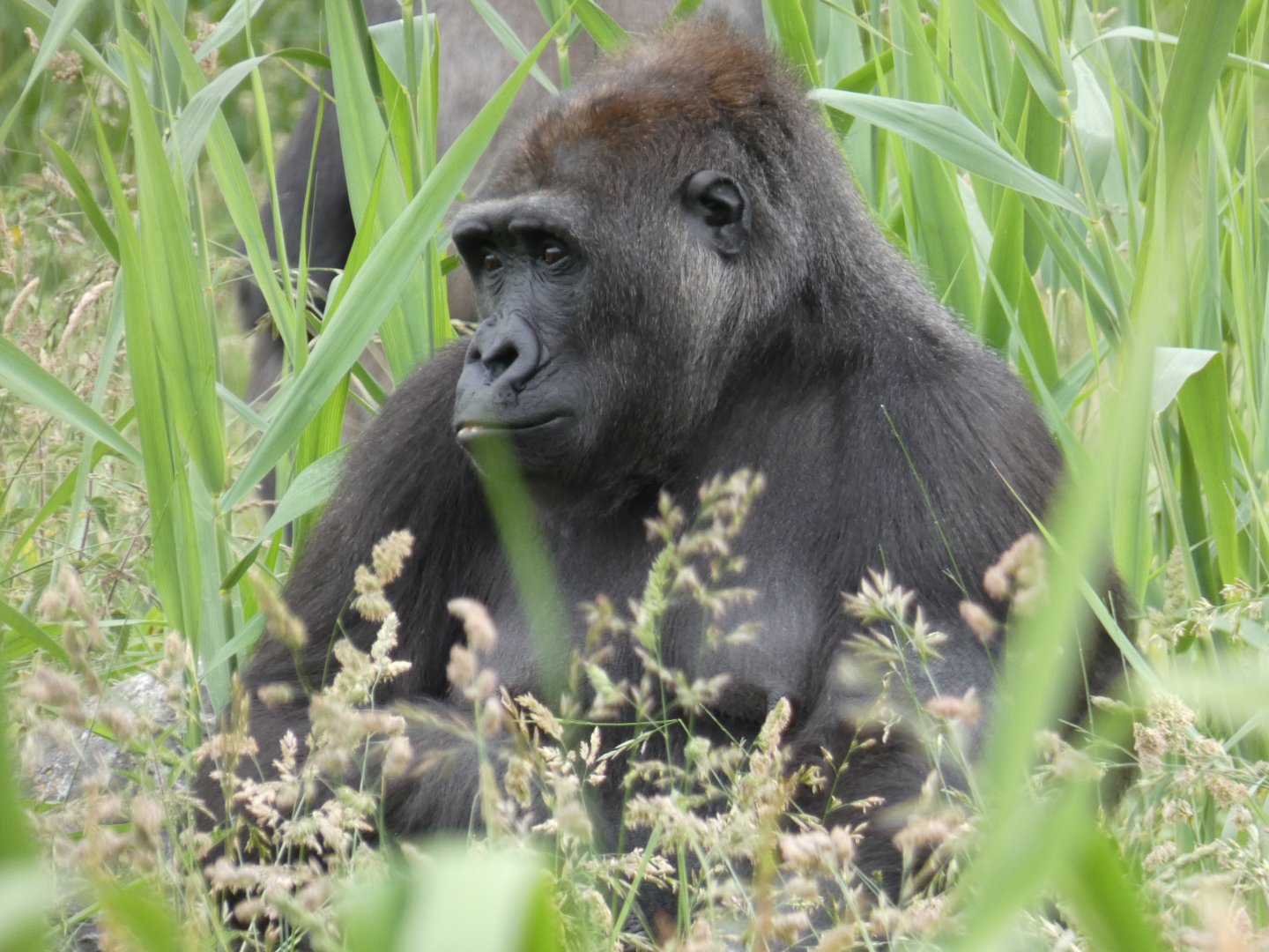 Western lowland gorilla, Kafi