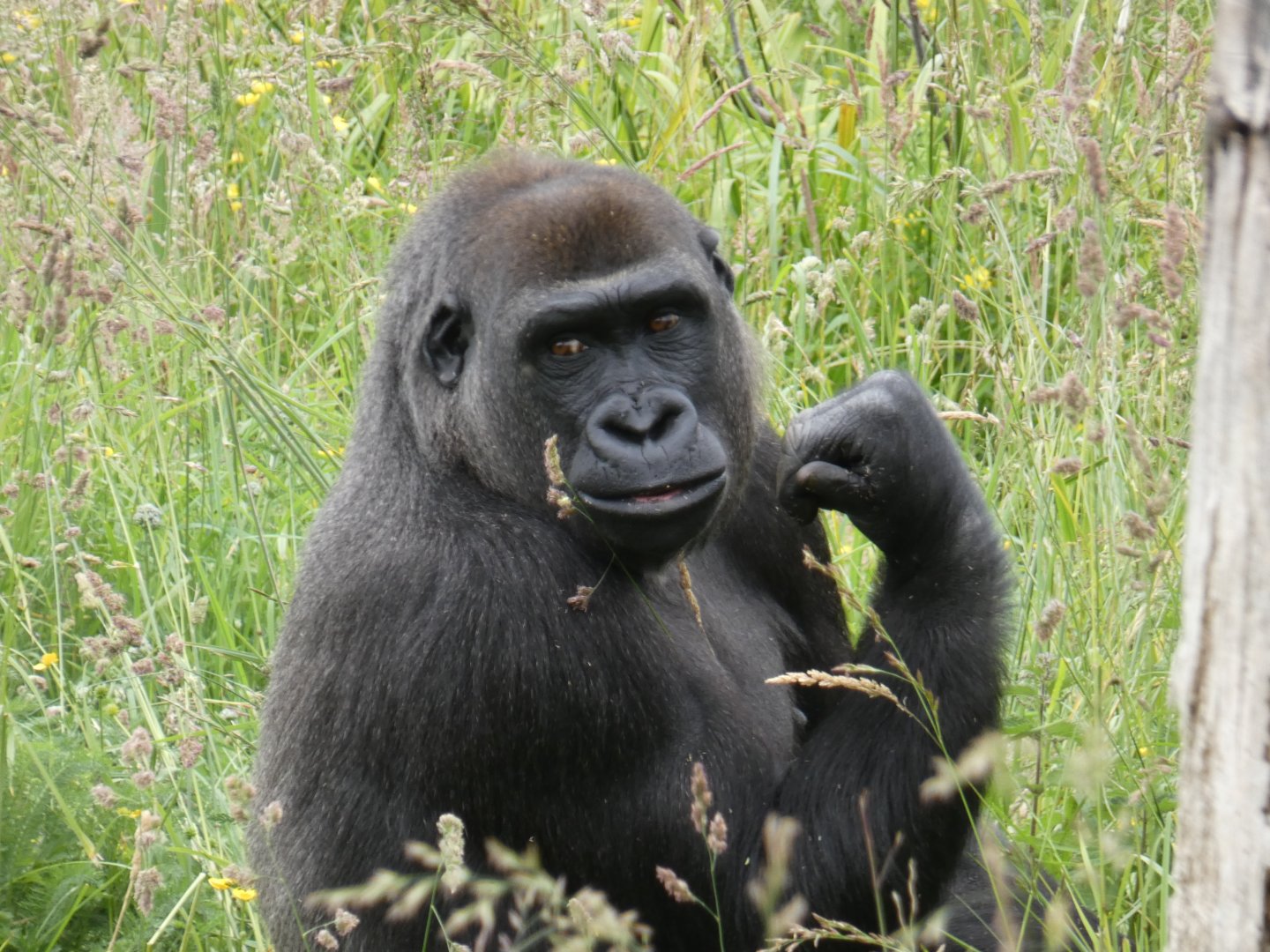 Western lowland gorilla, Kambiri