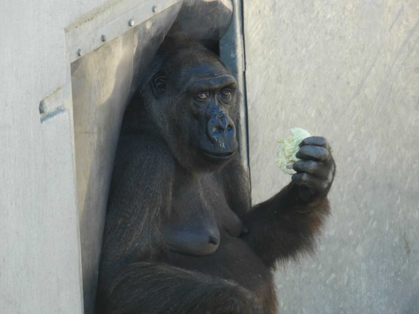 Western lowland gorilla, Kamili