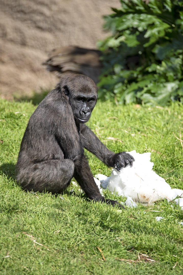 Western lowland gorilla 'Kanzi'