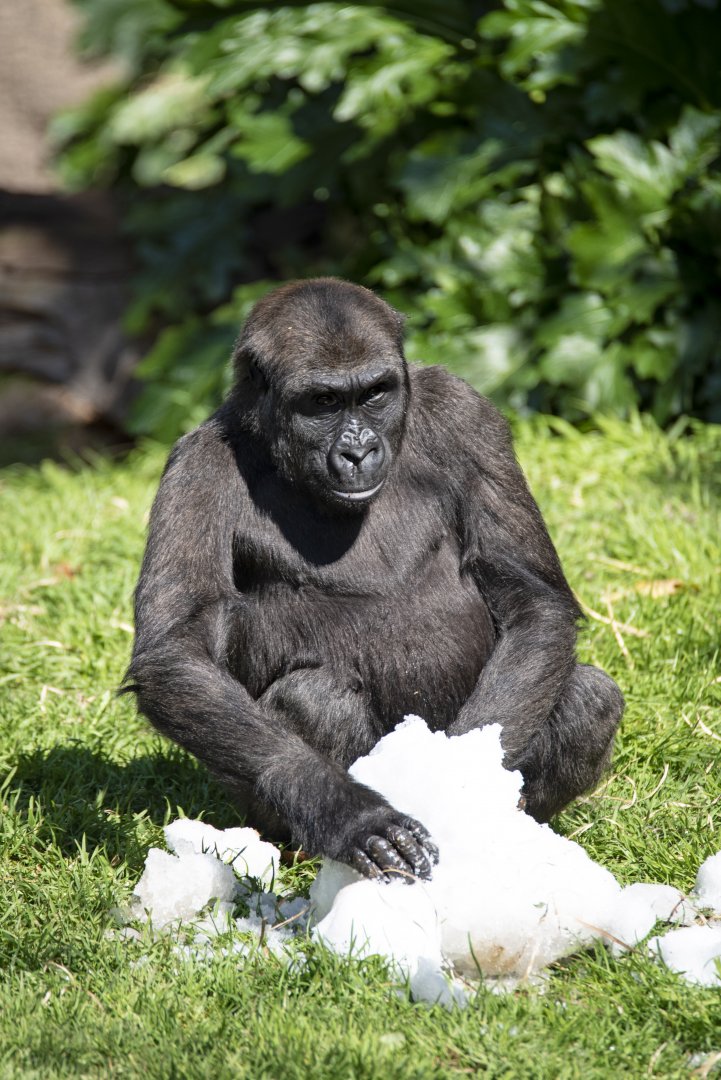 Western lowland gorilla 'Kanzi'