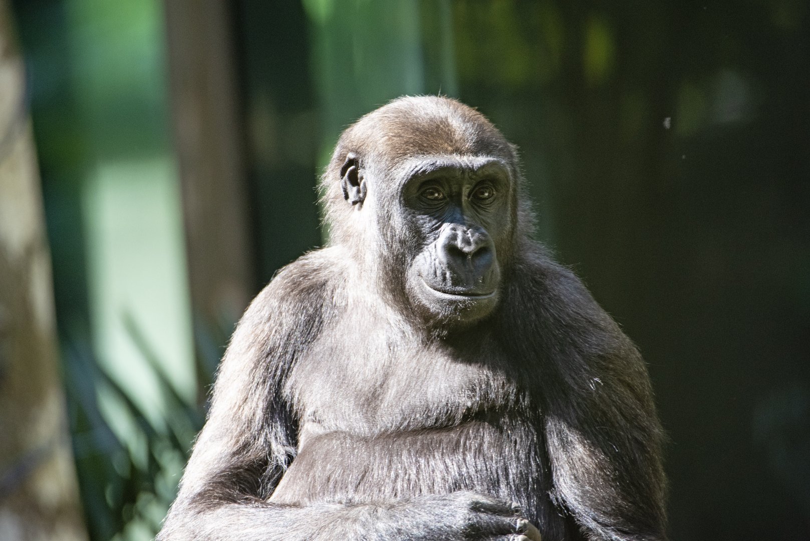 Western lowland gorilla 'Kanzi'