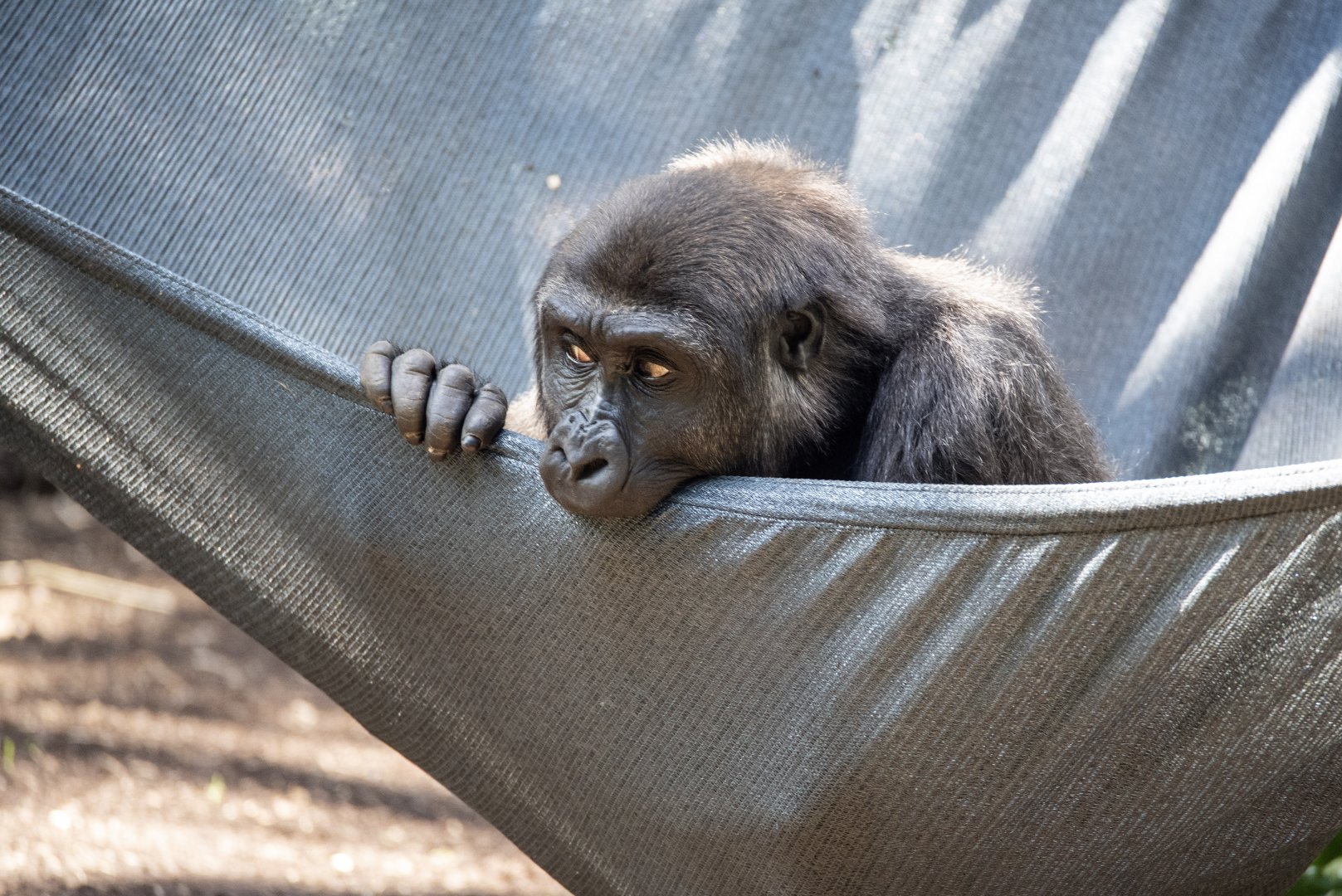 Western lowland gorilla 'Kanzi'