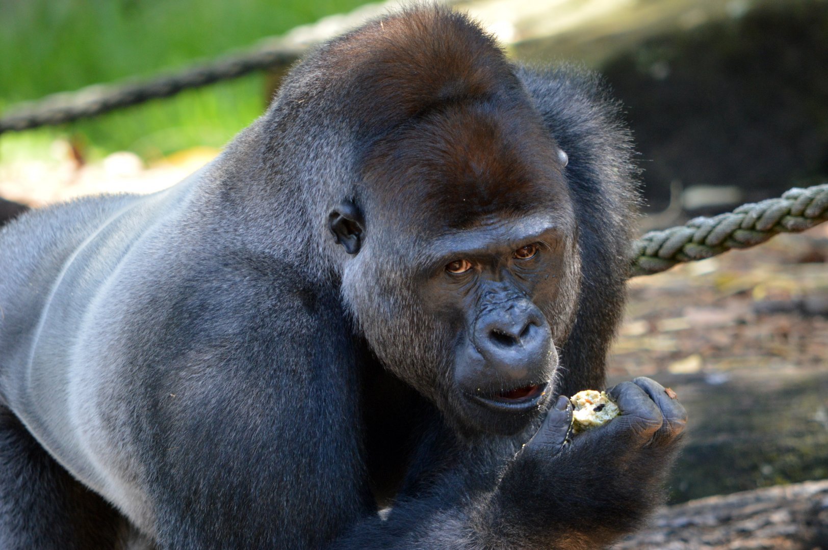 Western lowland gorilla 'Kibali'