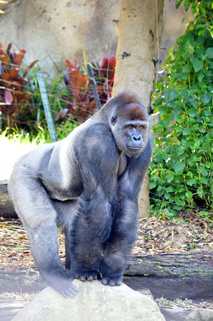 Western lowland gorilla 'Kibali'
