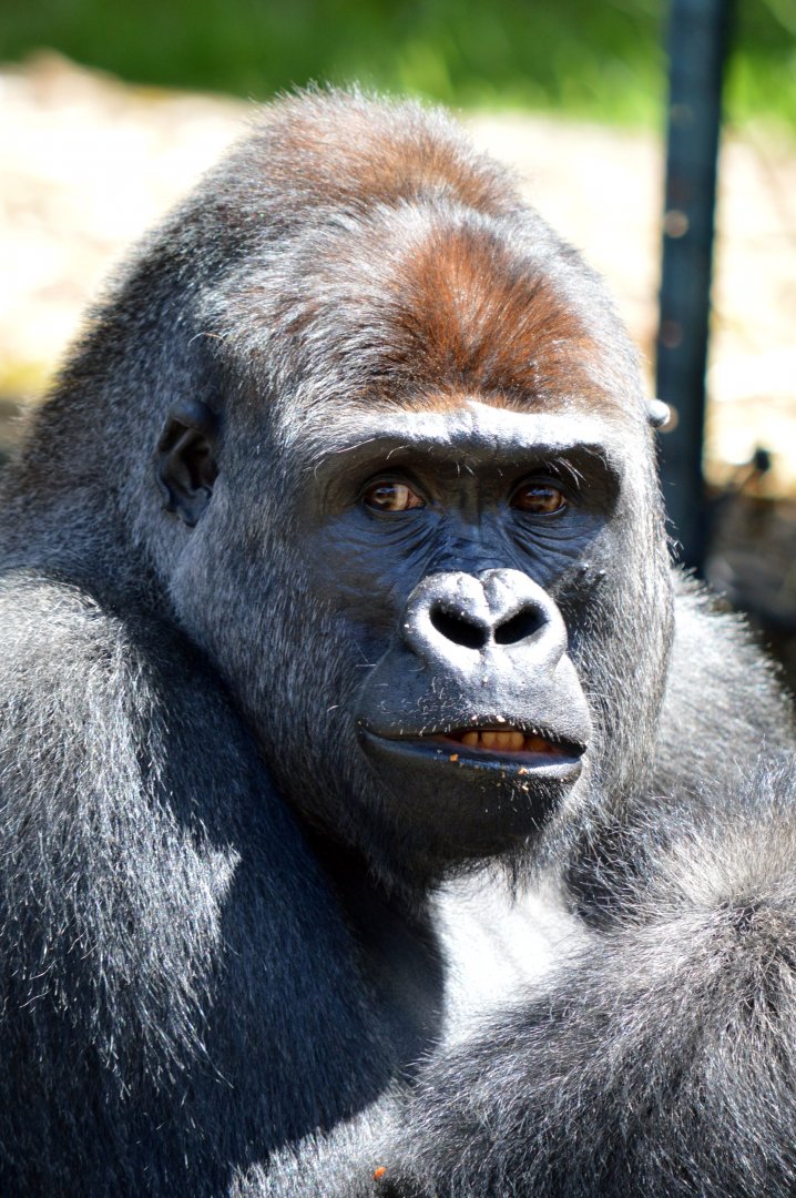 Western lowland gorilla 'Kibali'