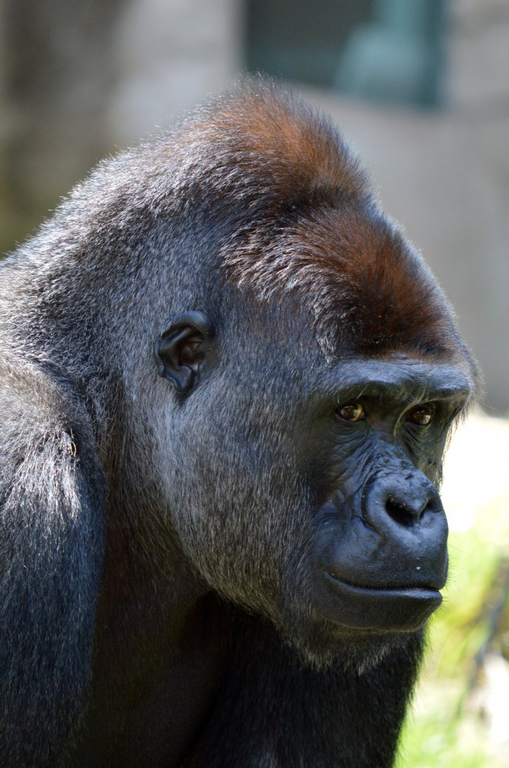 Western lowland gorilla 'Kibali'