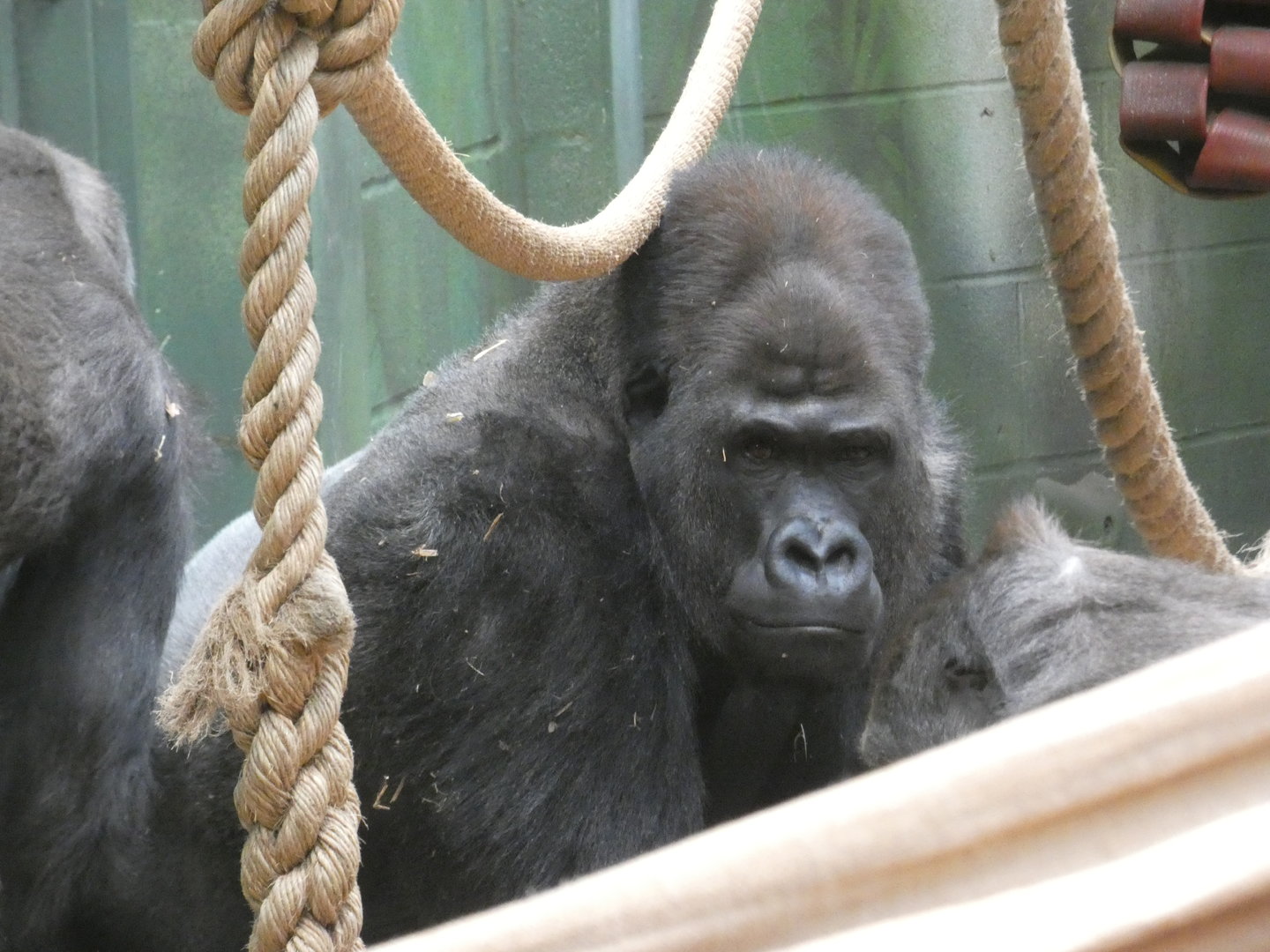Western lowland gorilla, Kiburi