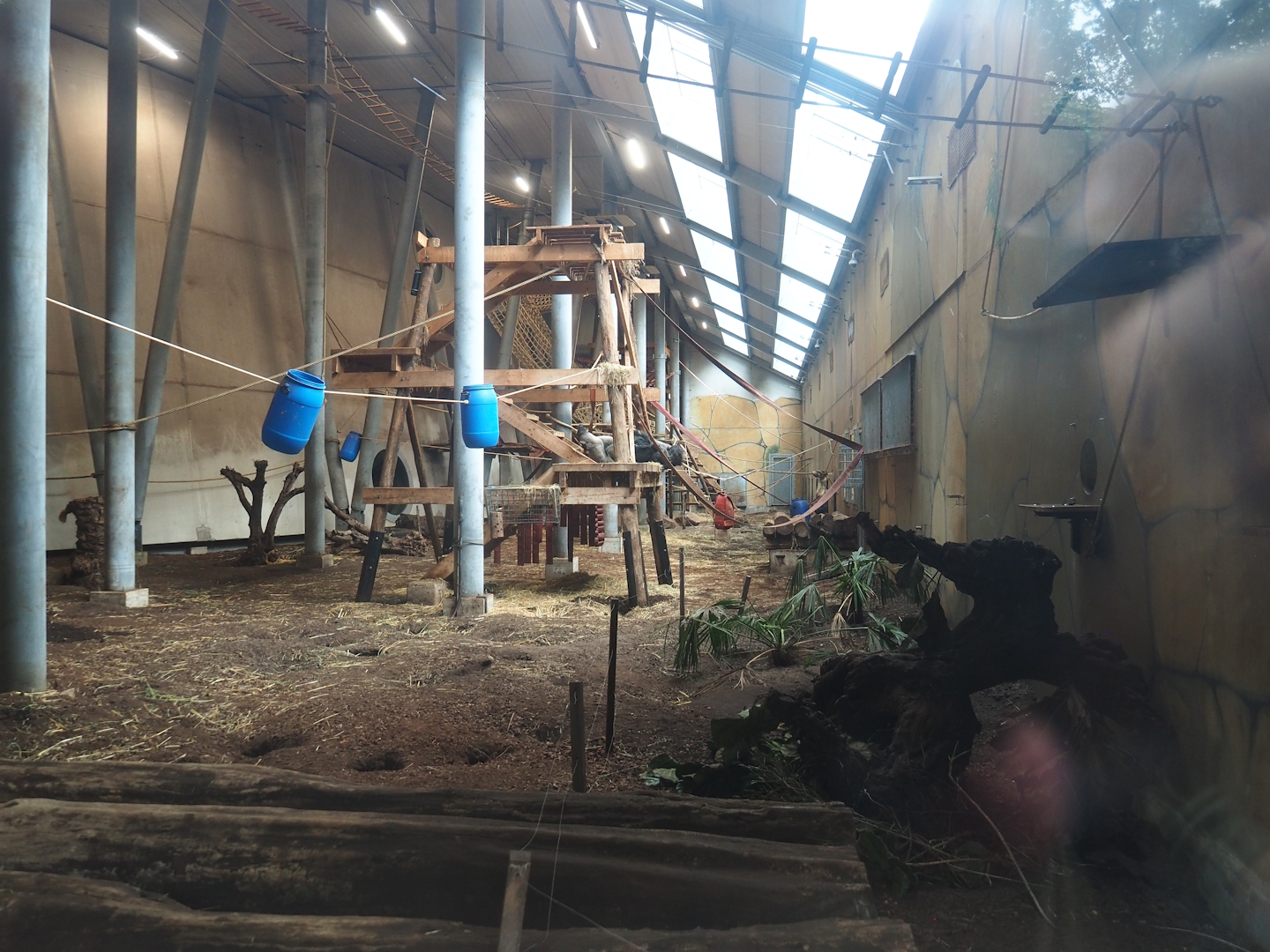 Western lowland gorilla, King colobus and Meerkat indoor exhibit, 2023-08-17