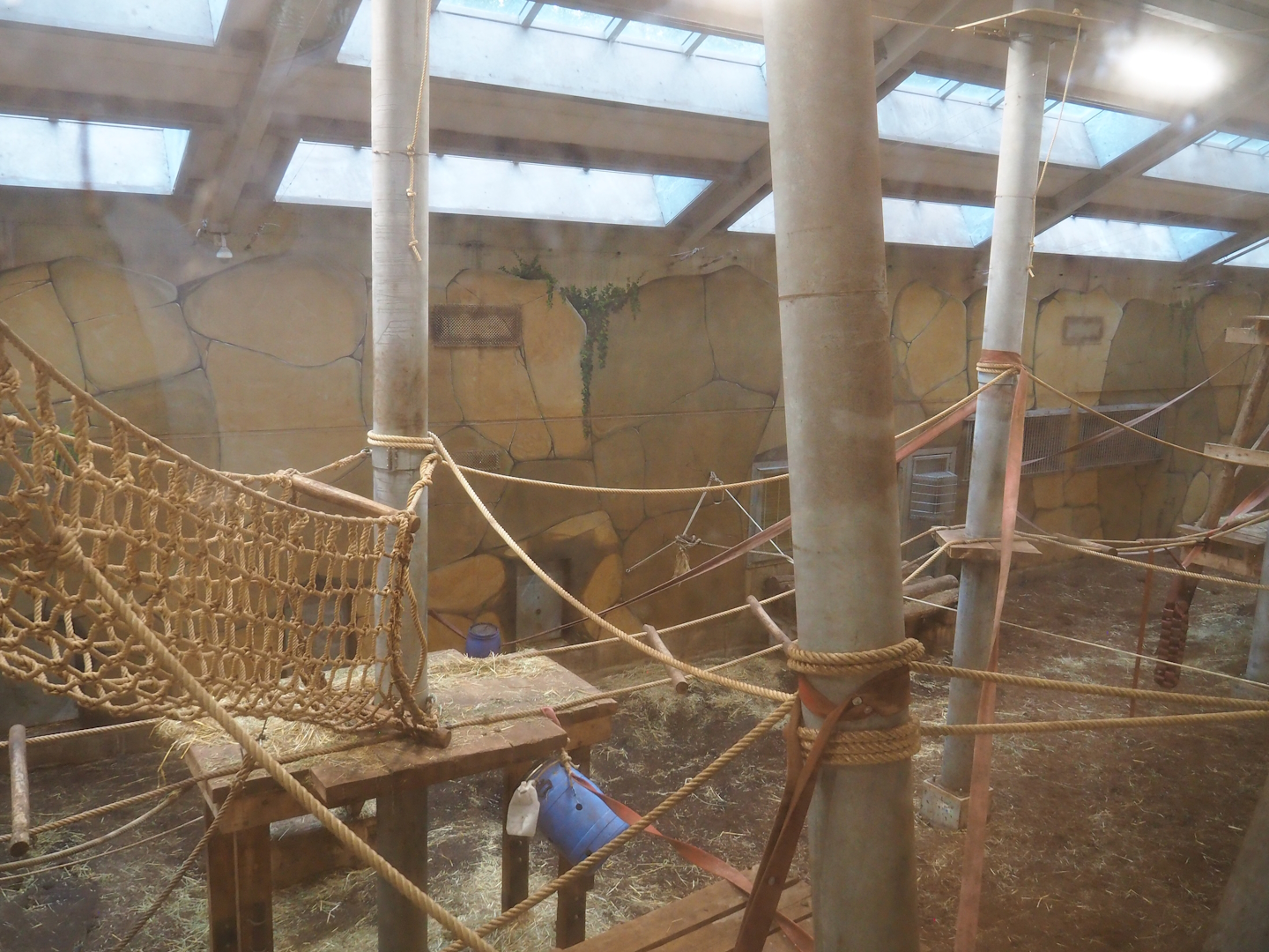 Western lowland gorilla, King Colobus and Meerkat indoor exhibit, 2023-08-17