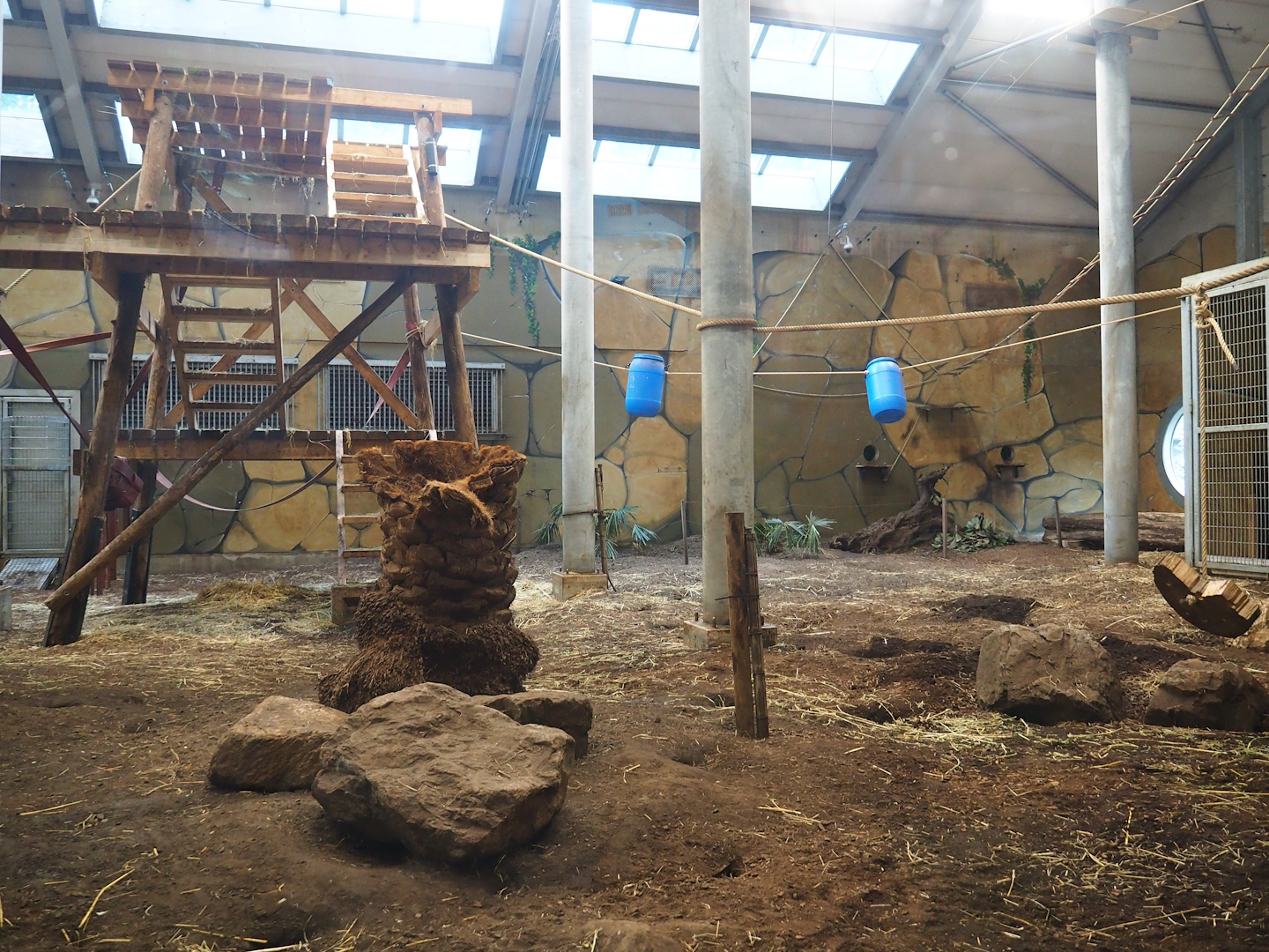 Western lowland gorilla, King Colobus and Meerkat indoor exhibit, 2023-08-17