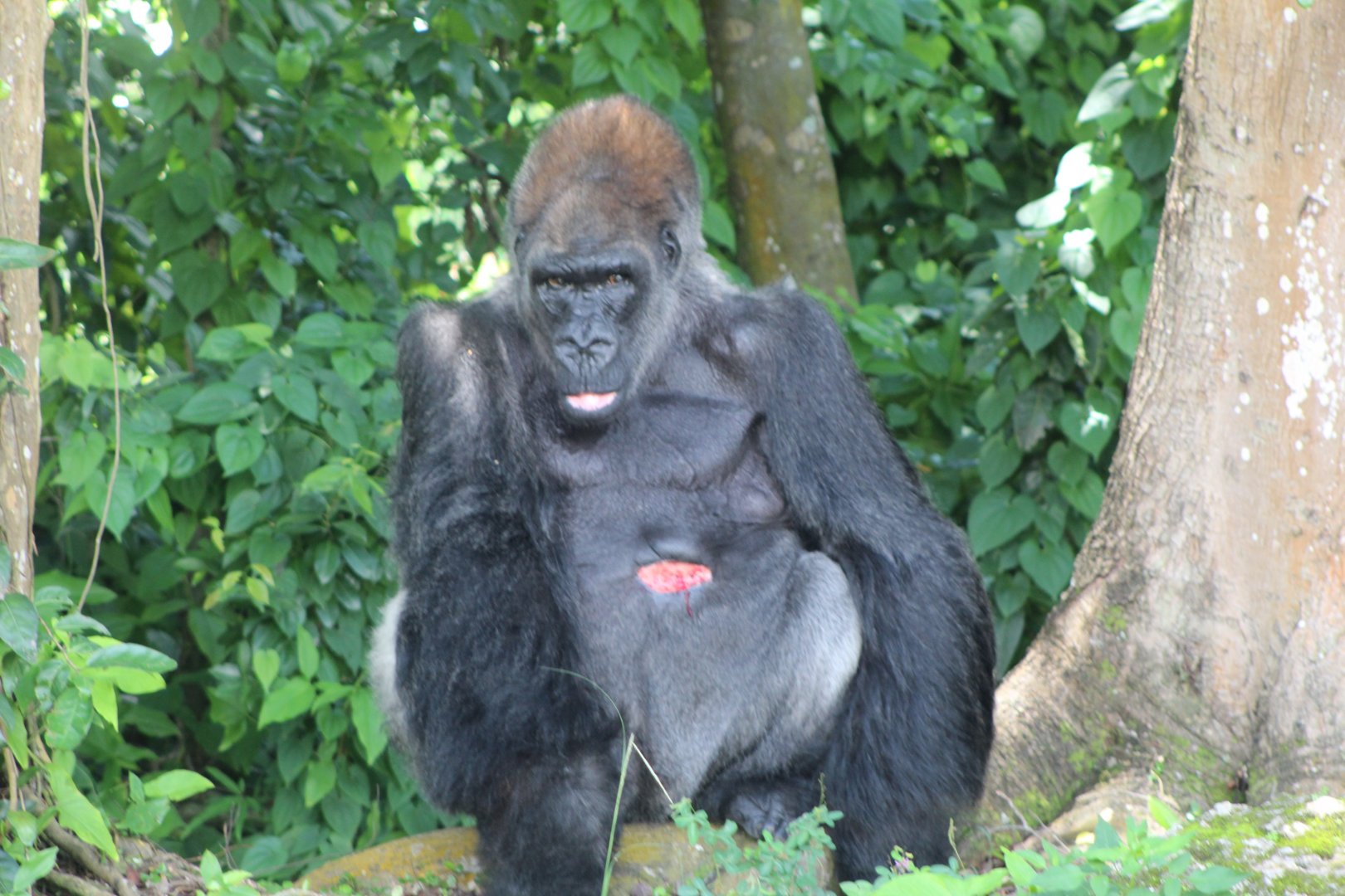 Western Lowland Gorilla "King"