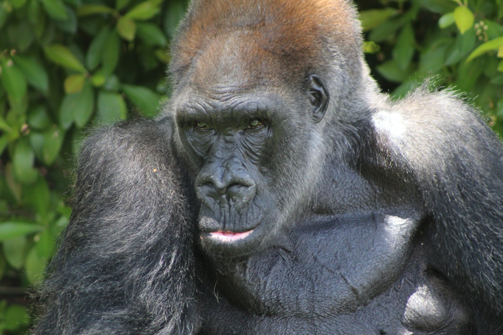 Western Lowland Gorilla "King"