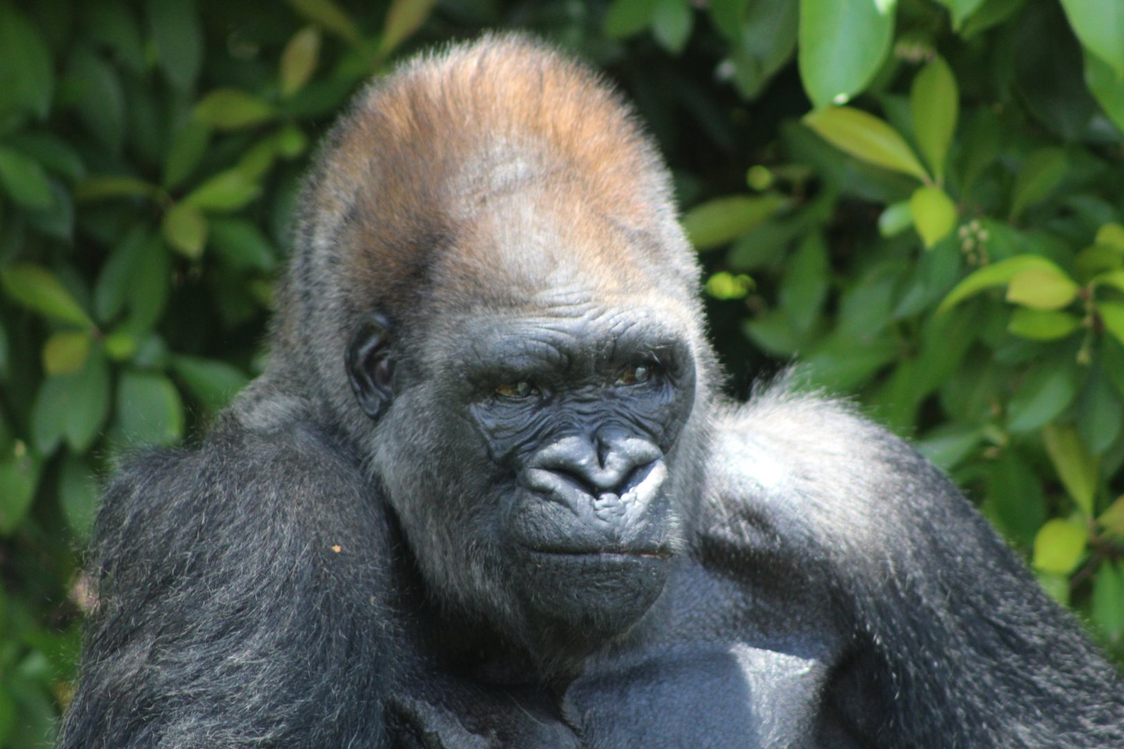 Western Lowland Gorilla "King"