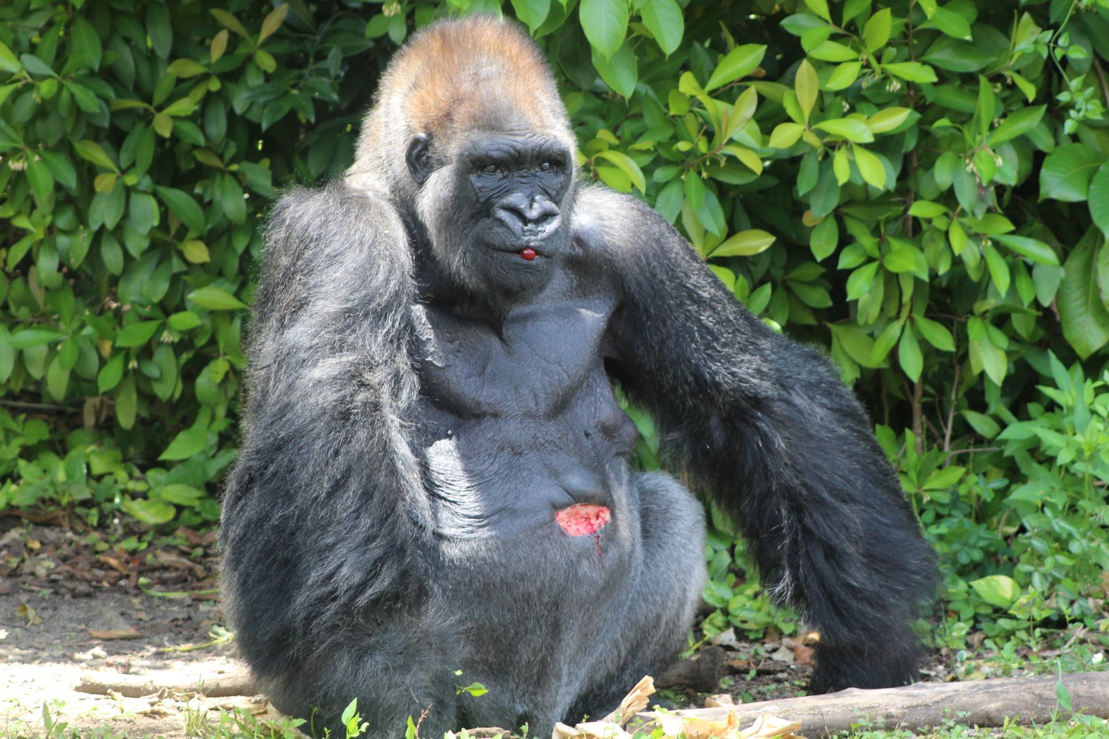 Western Lowland Gorilla "King"