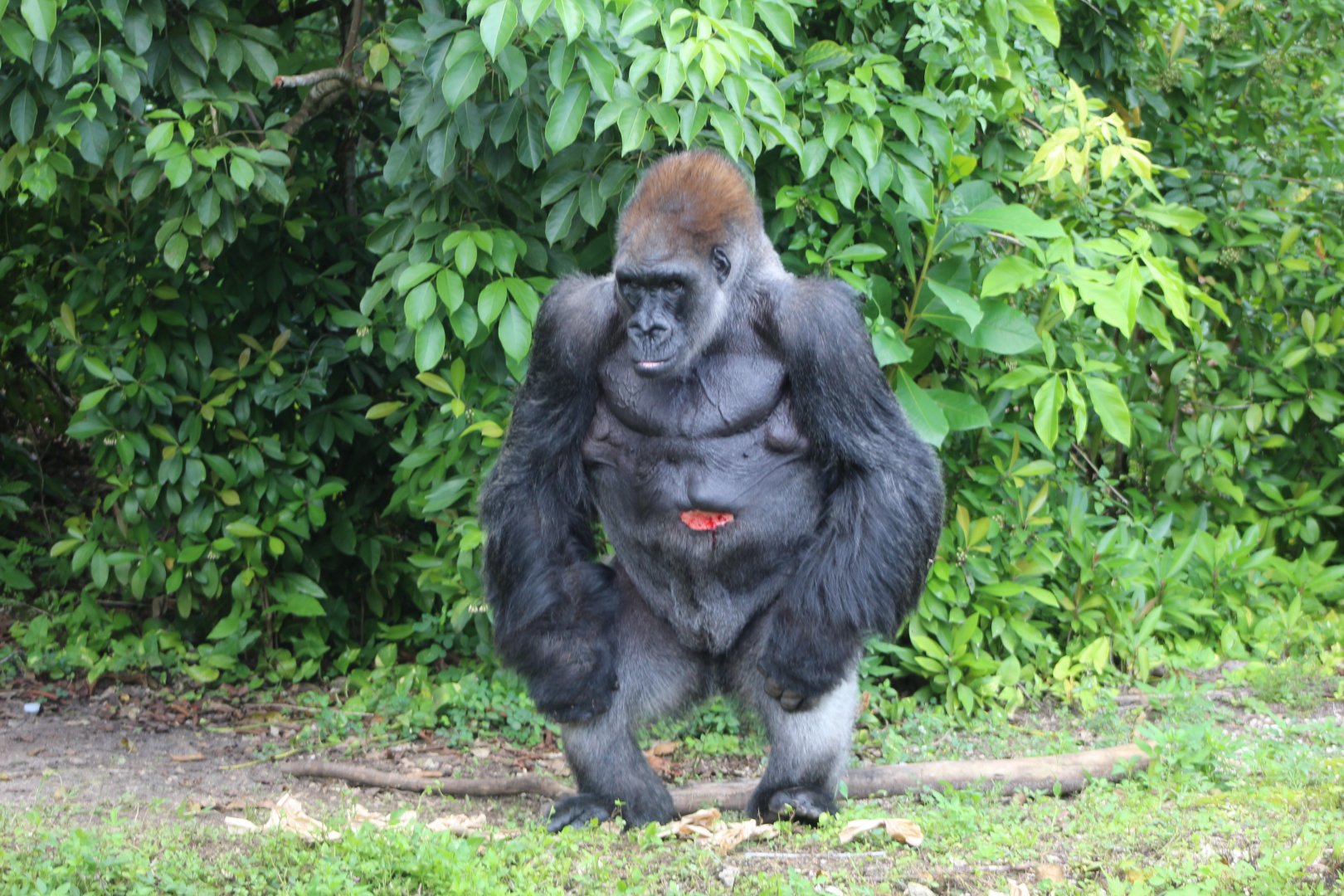 Western Lowland Gorilla "King"