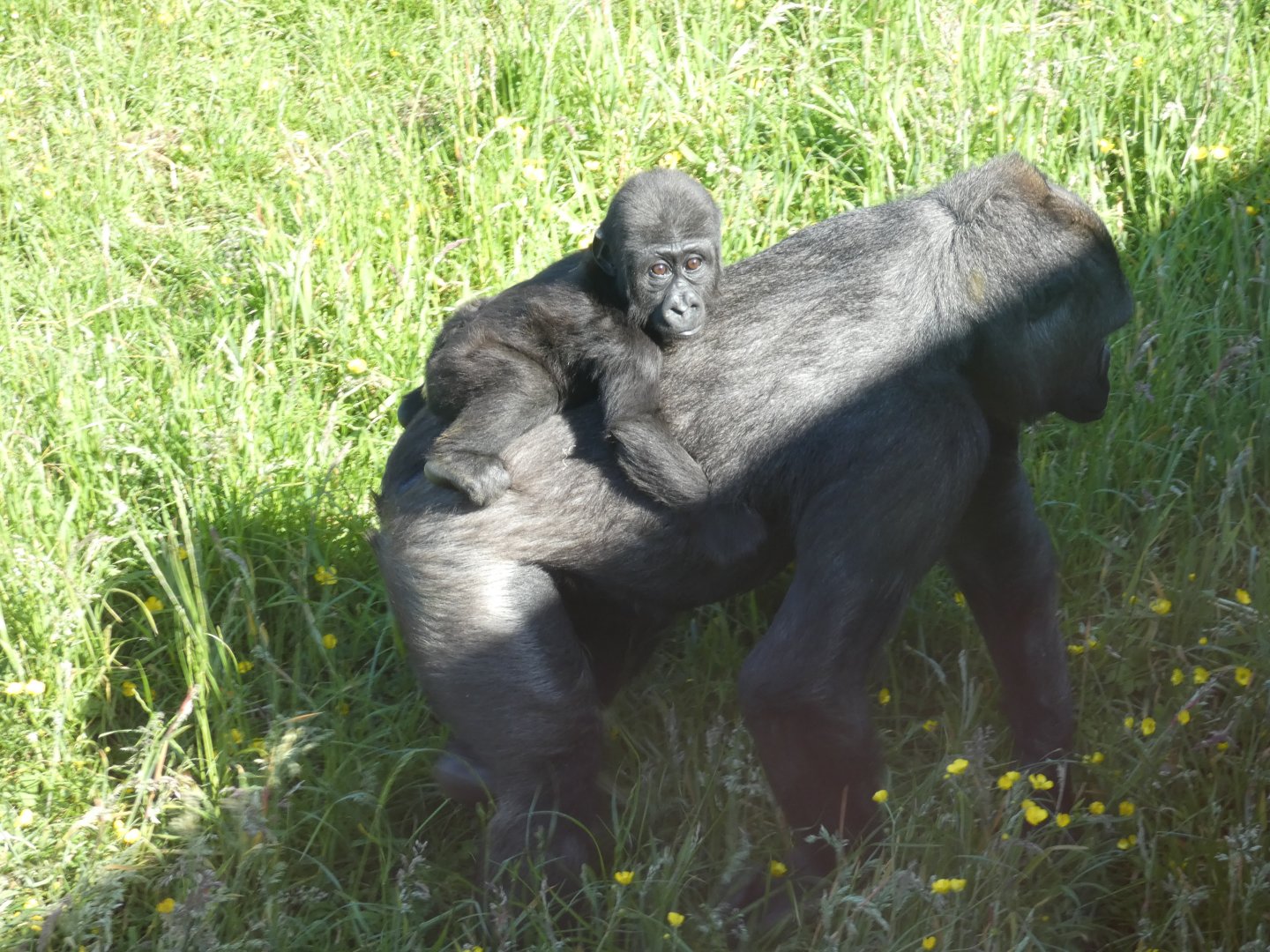 Western lowland gorilla, Kofi