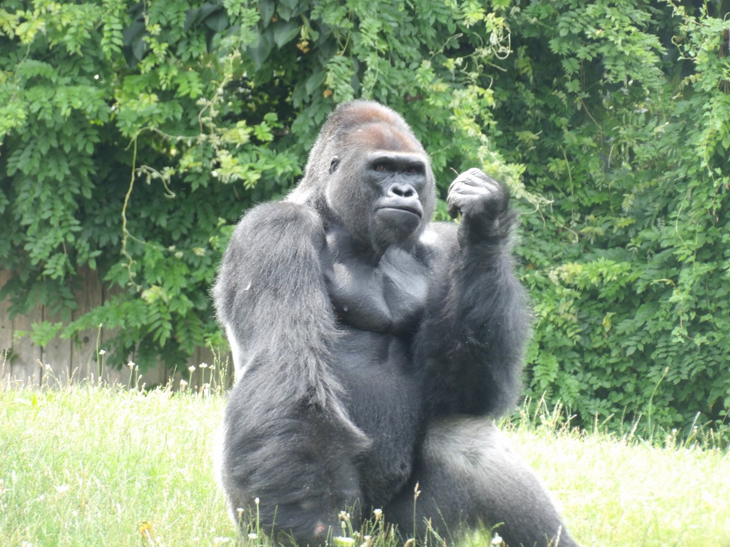 Western Lowland Gorilla, Kongo
