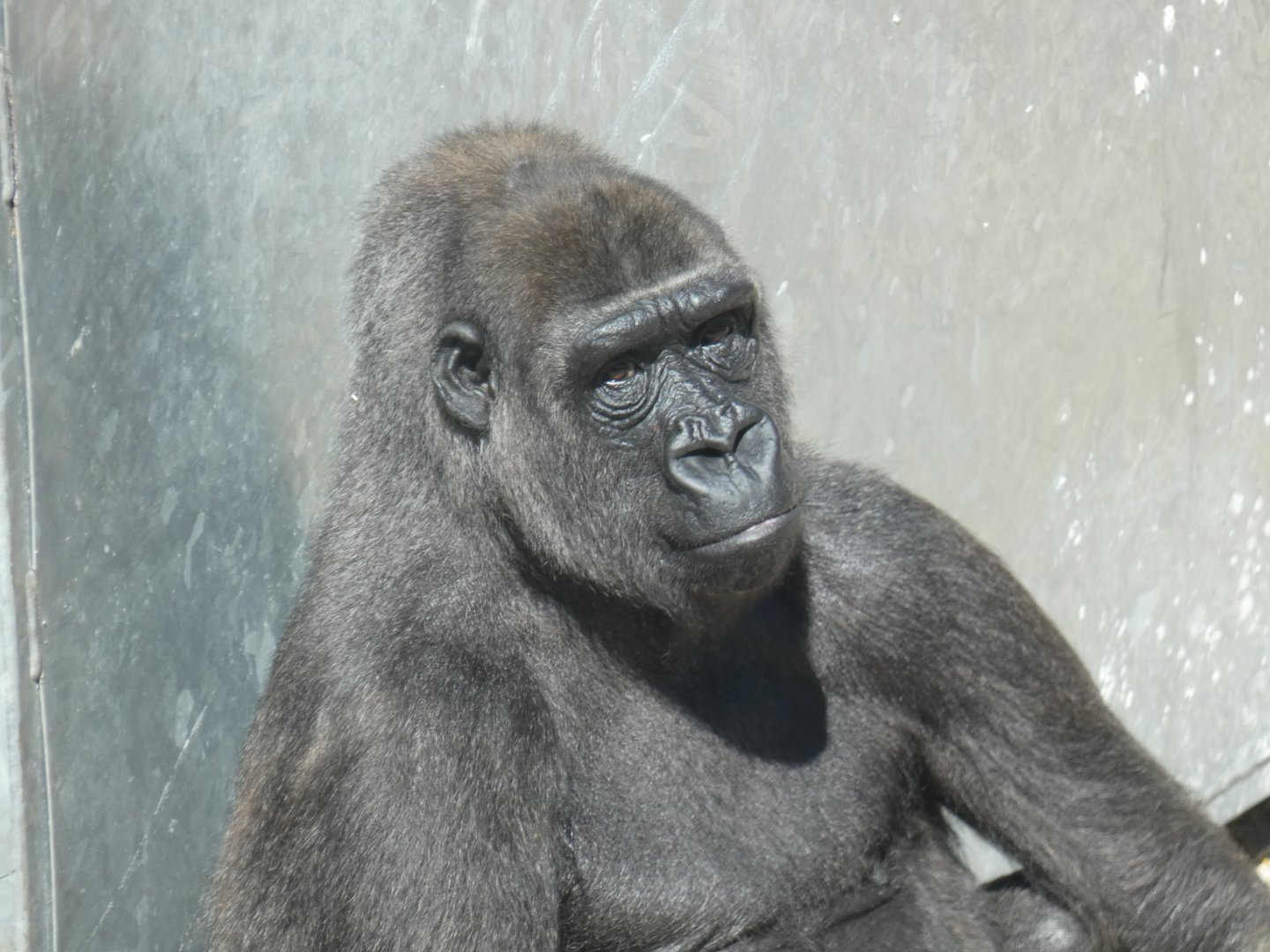Western lowland gorilla, Kwanza