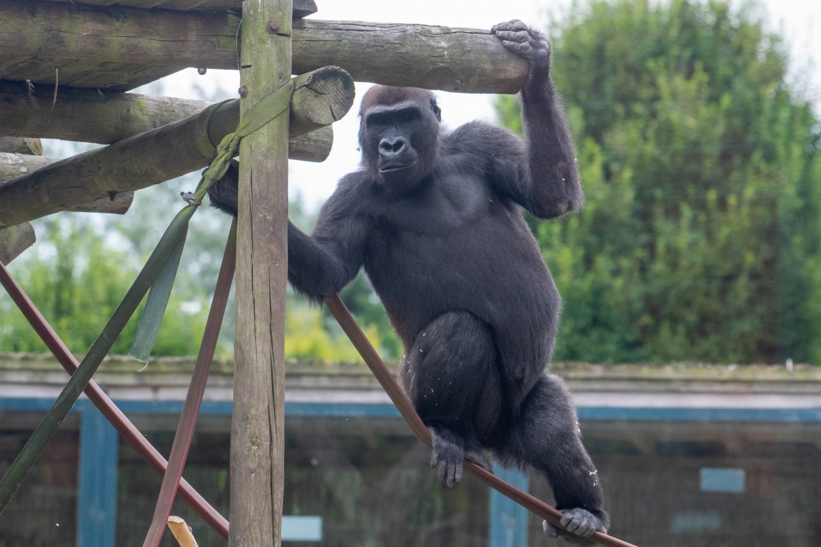 Western Lowland Gorilla Lope - Twycross Zoo
