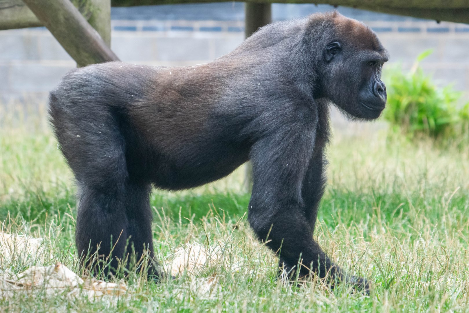 Western Lowland Gorilla Lope
