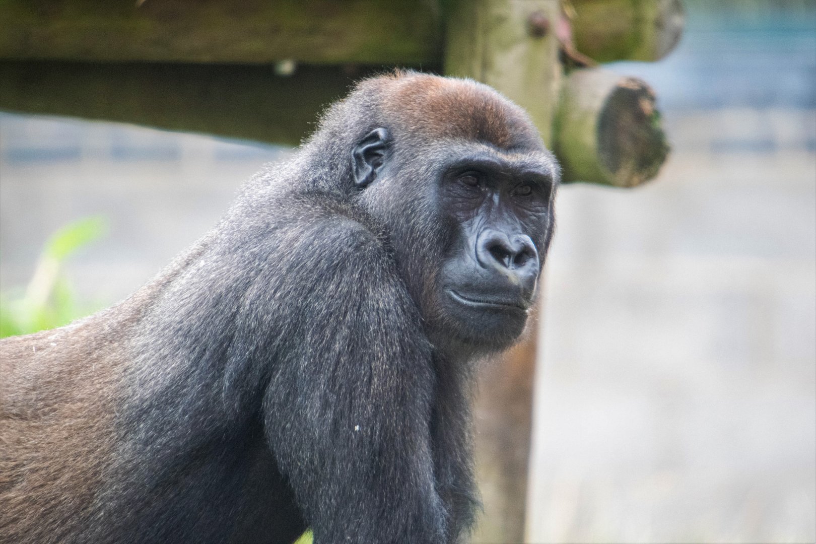 Western Lowland Gorilla Lope