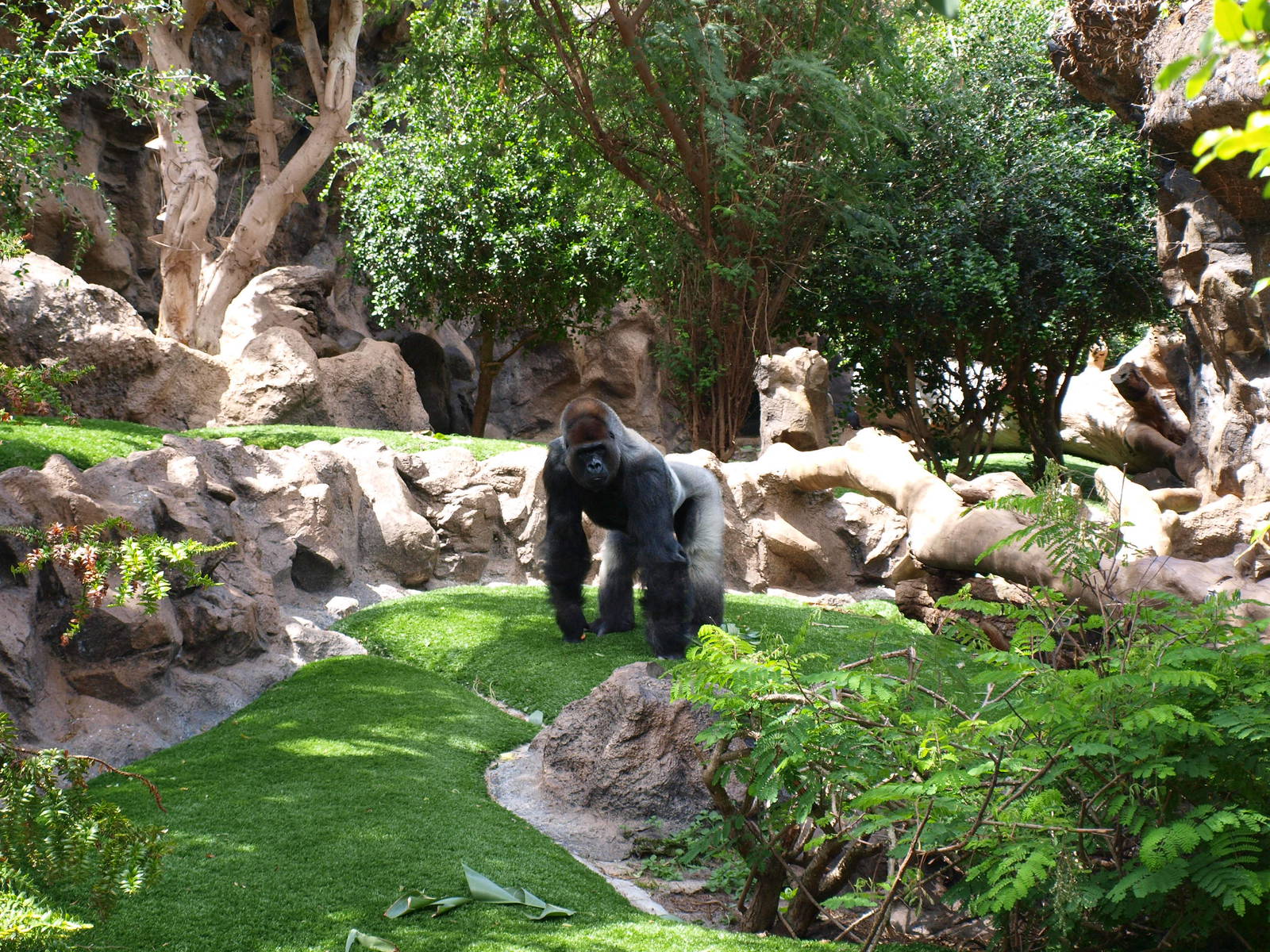 Western Lowland Gorilla - Loro Parque