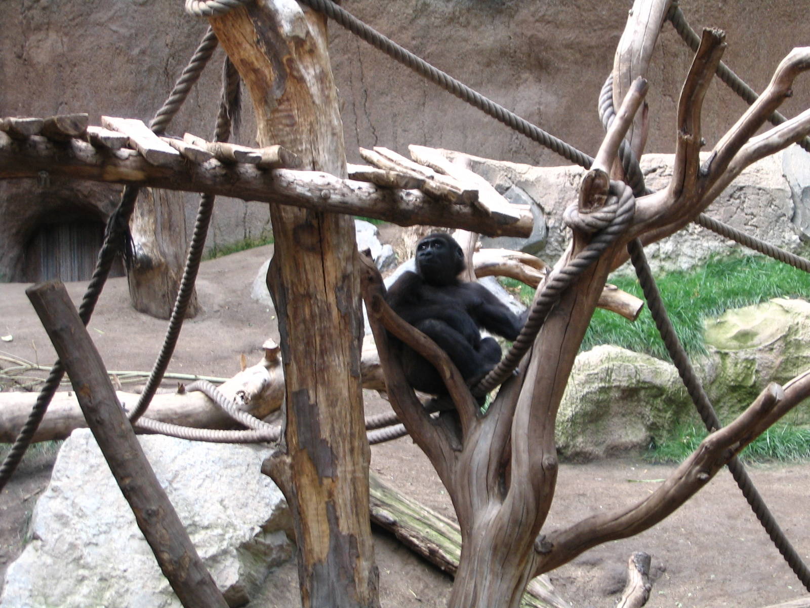 Western lowland gorilla 'Louna'