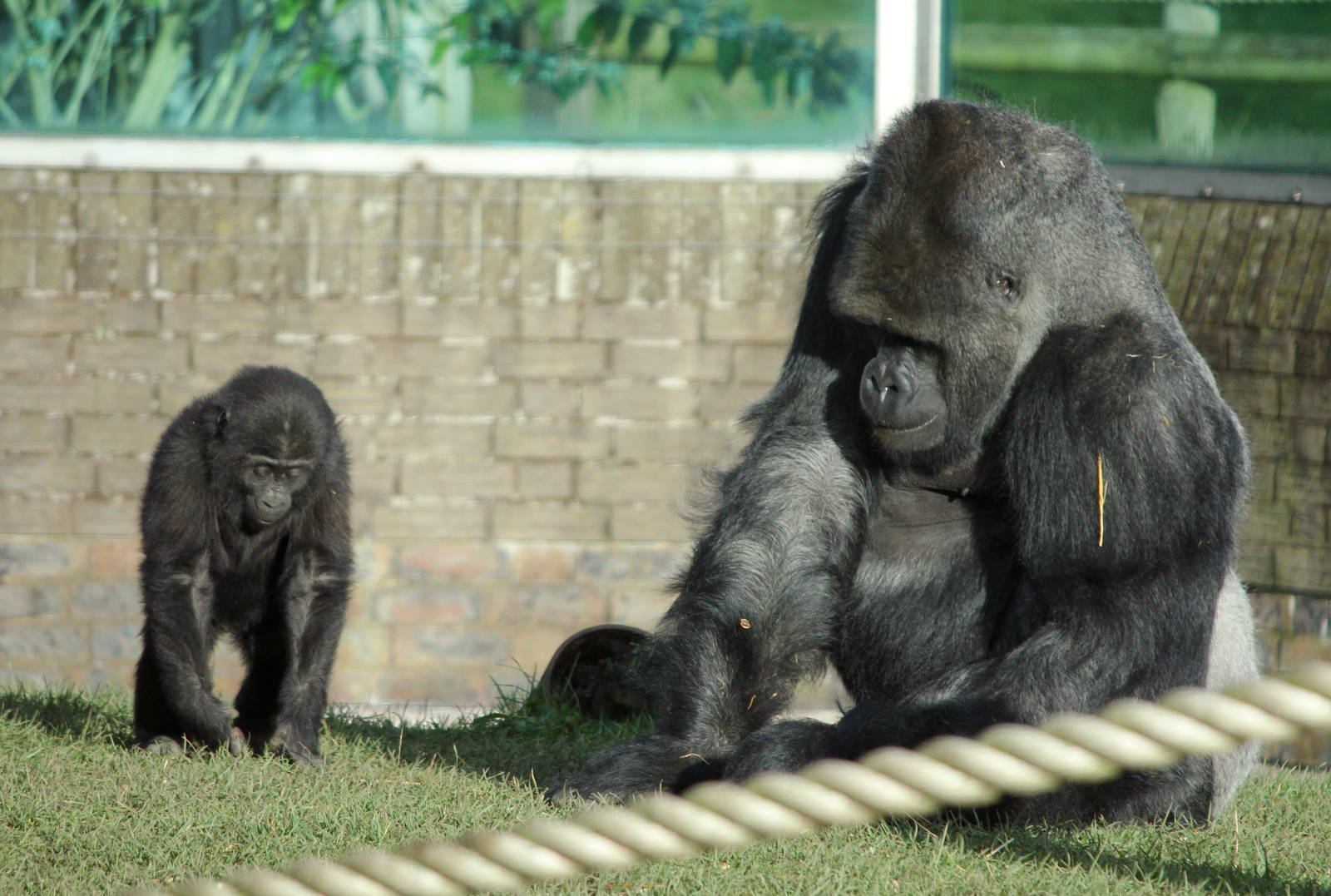 Western lowland gorilla male and youngster 13-12-14