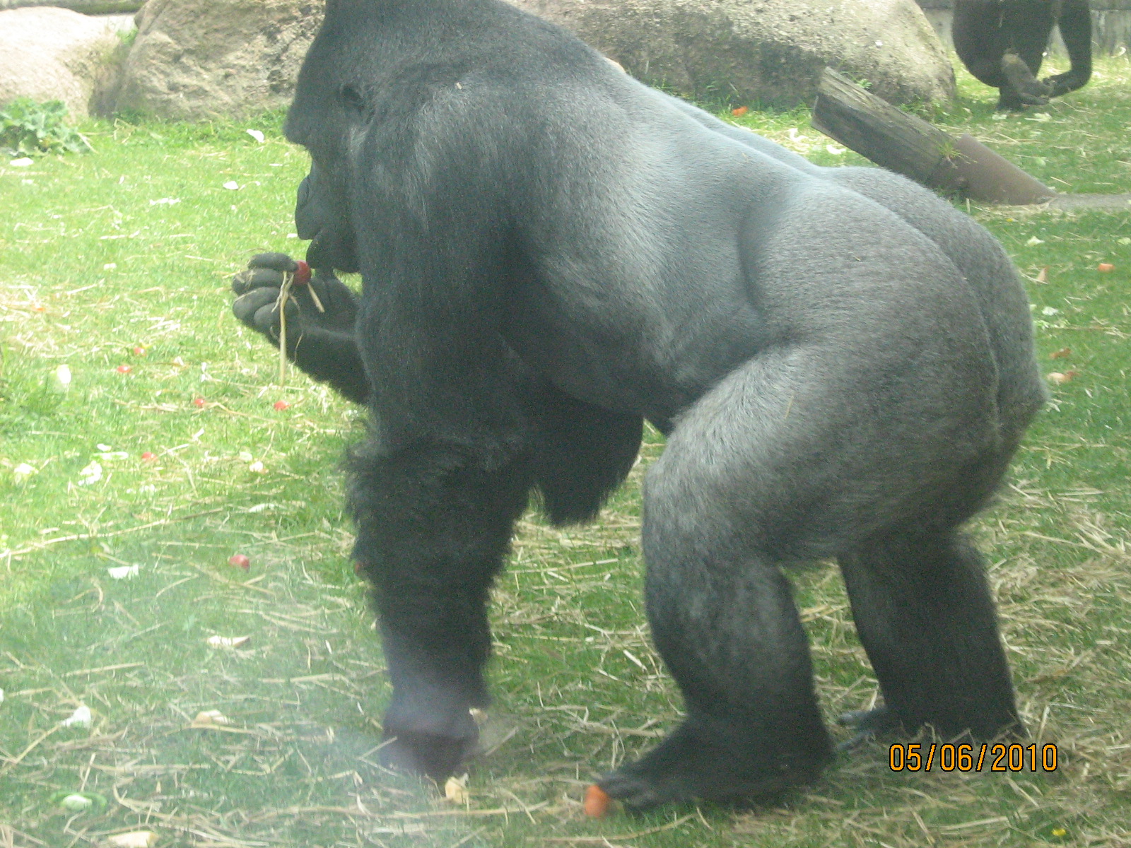 Western Lowland Gorilla Male Bukavu.