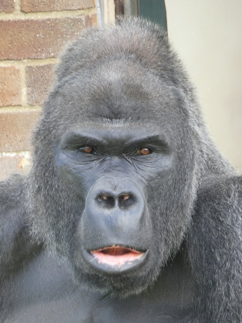 Western Lowland Gorilla male 'Jock'