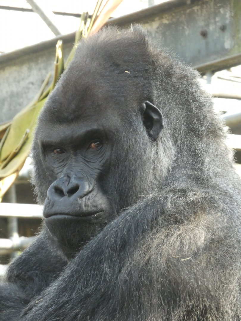 Western lowland gorilla male portrait