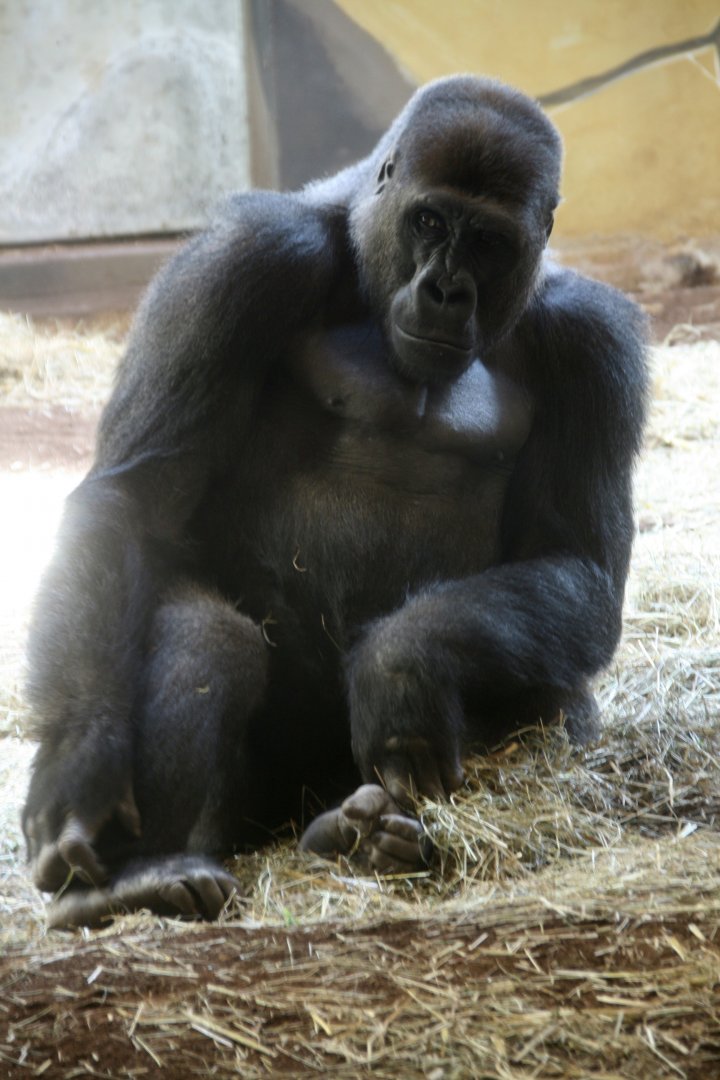 Western lowland gorilla male