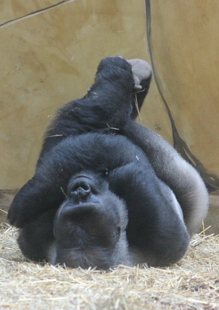 Western lowland gorilla - male
