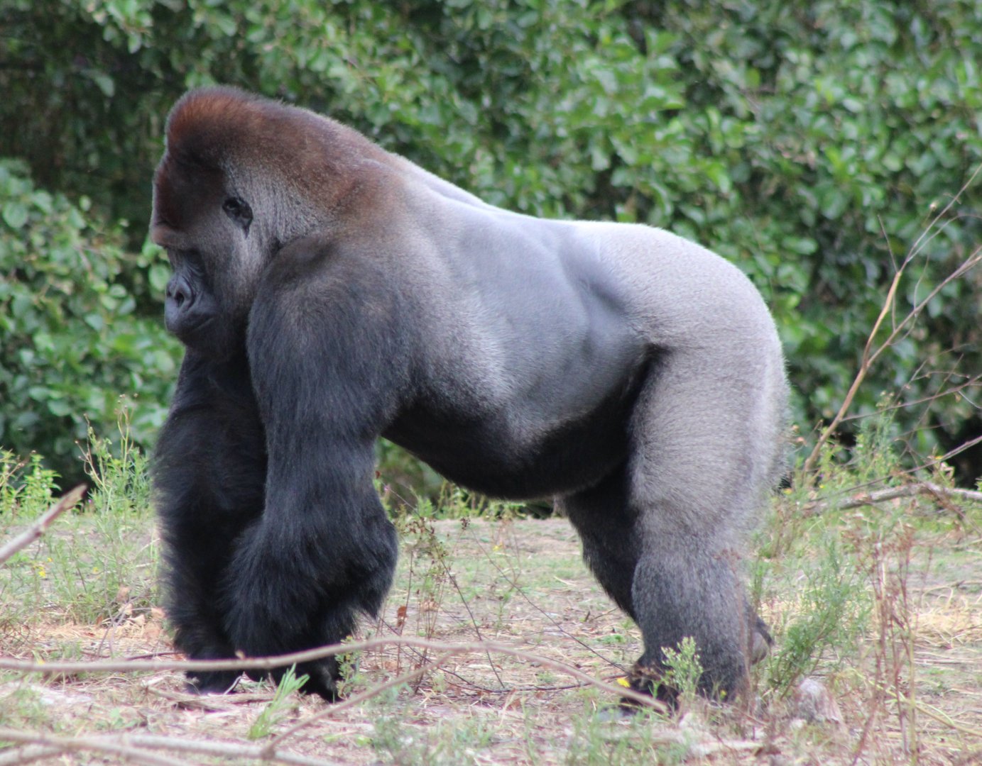 Western lowland gorilla - male