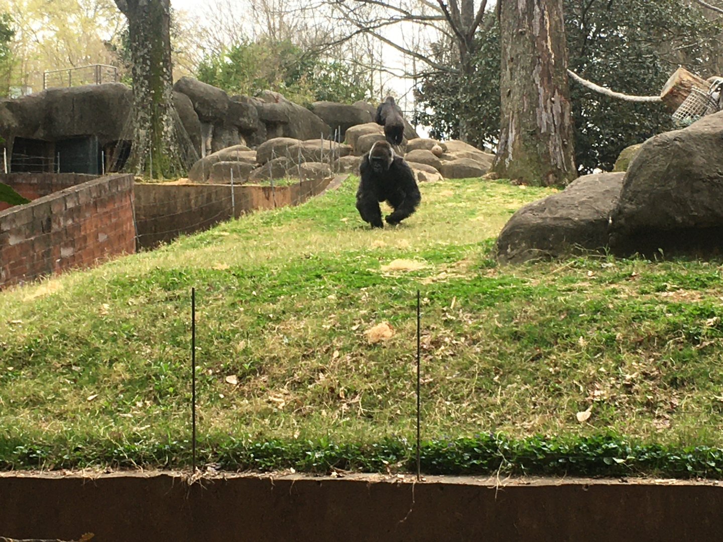 Western lowland gorilla [Male]