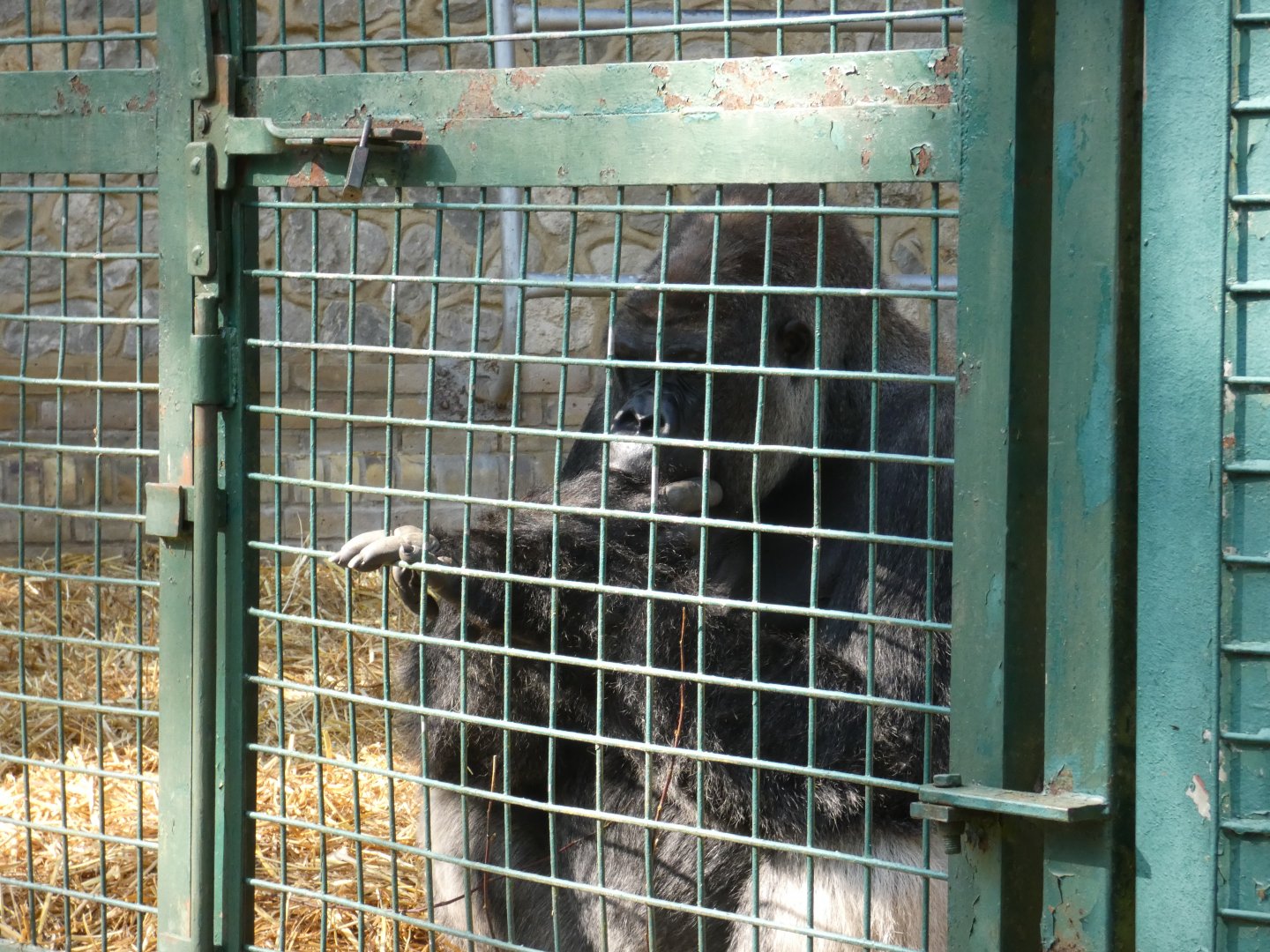 Western lowland gorilla male