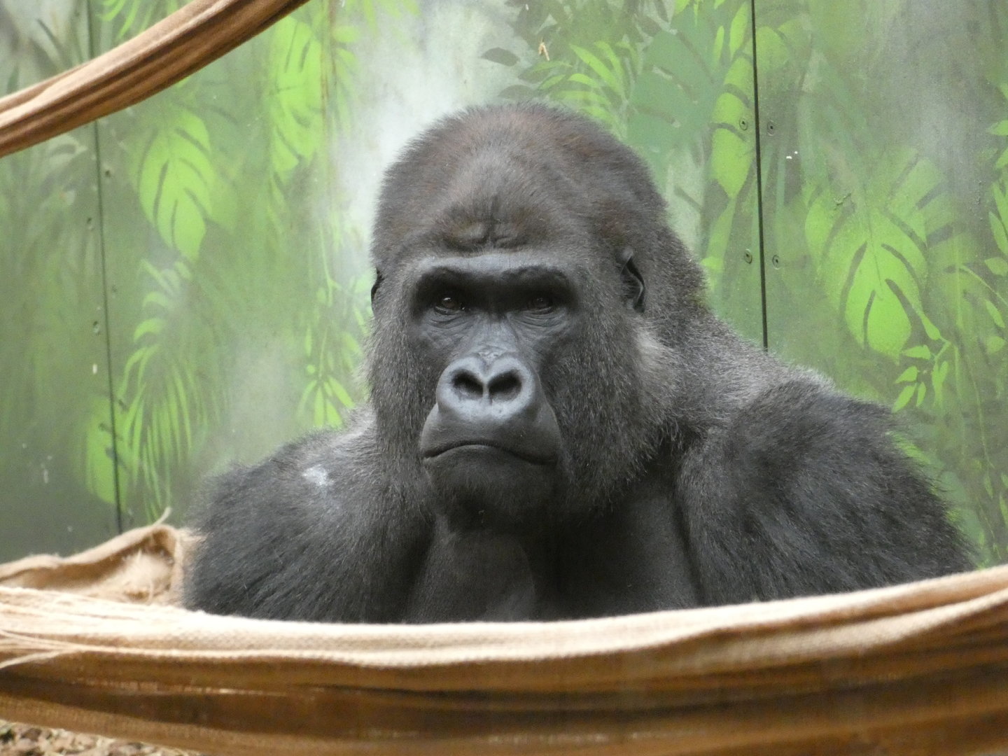 Western lowland gorilla male