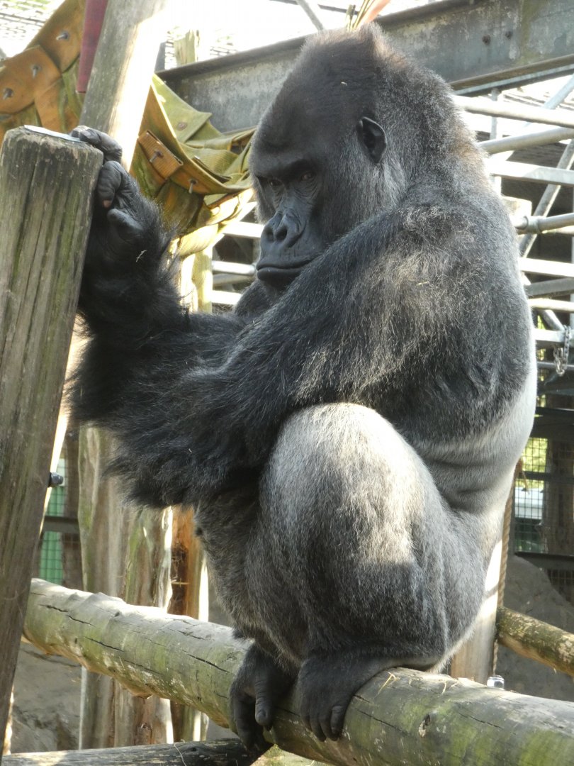 Western lowland gorilla male