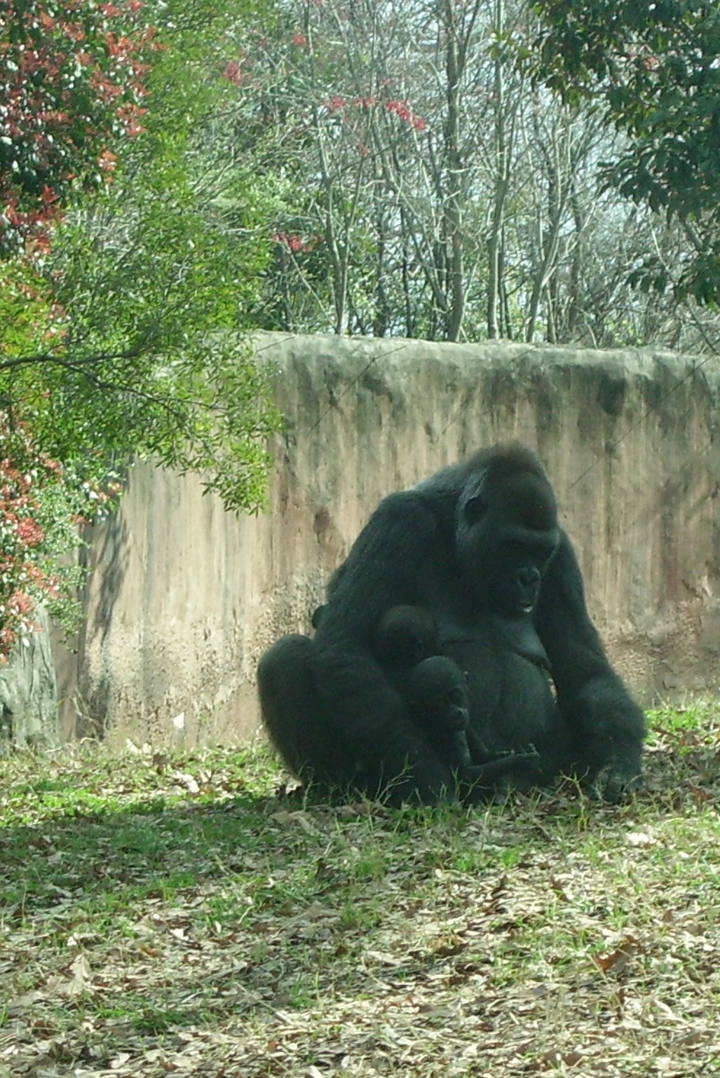 Western Lowland Gorilla mama & her TWINS