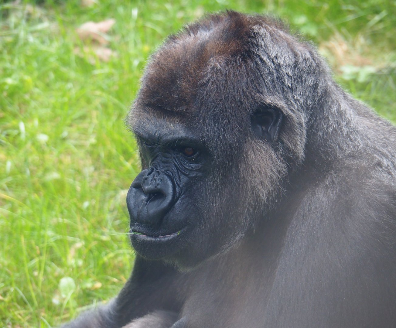 Western lowland gorilla Mambele, 2020-05-24