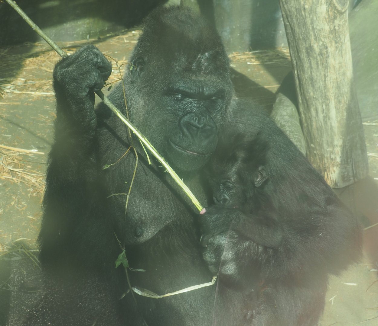 Western lowland gorilla Mambele with baby Vizazi (Gorilla gorilla gorilla), 2020-09-20