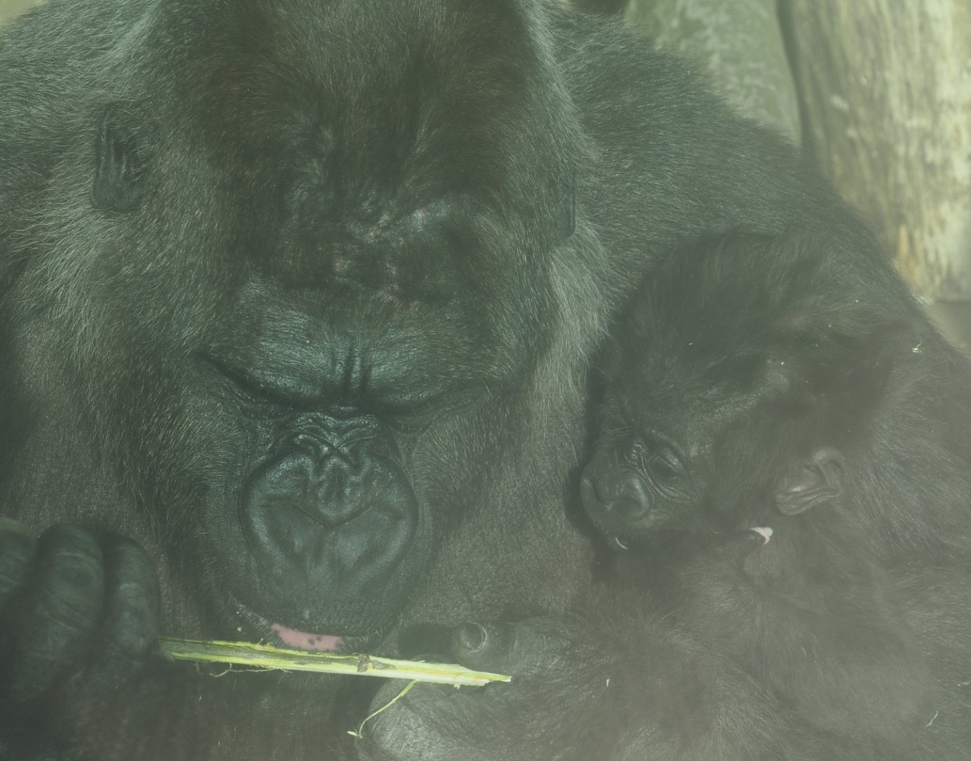Western lowland gorilla Mambele with baby Vizazi (Gorilla gorilla gorilla), 2020-09-20