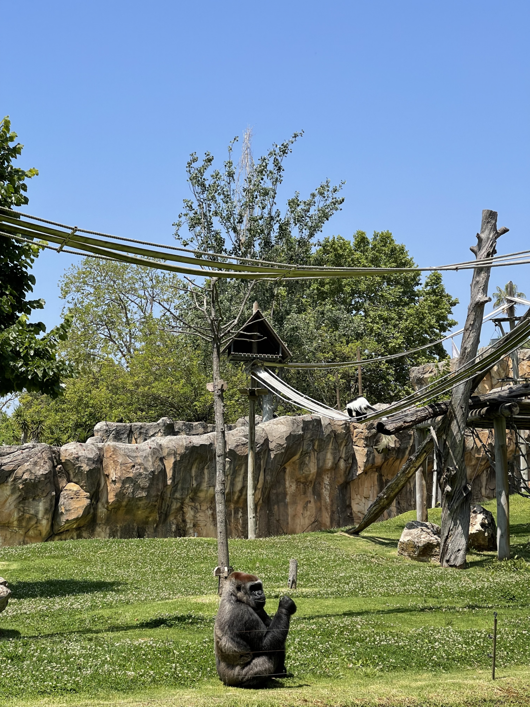 Western Lowland Gorilla & Mantled Guereza