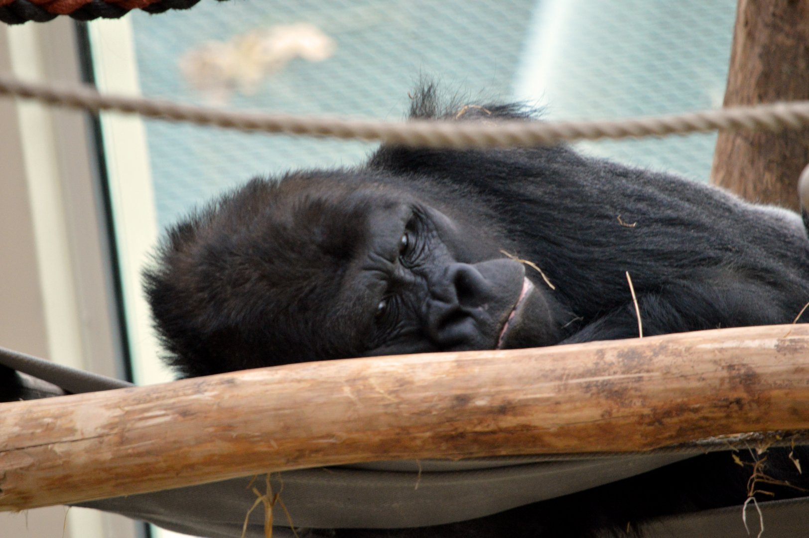 Western lowland gorilla 'Matadi'